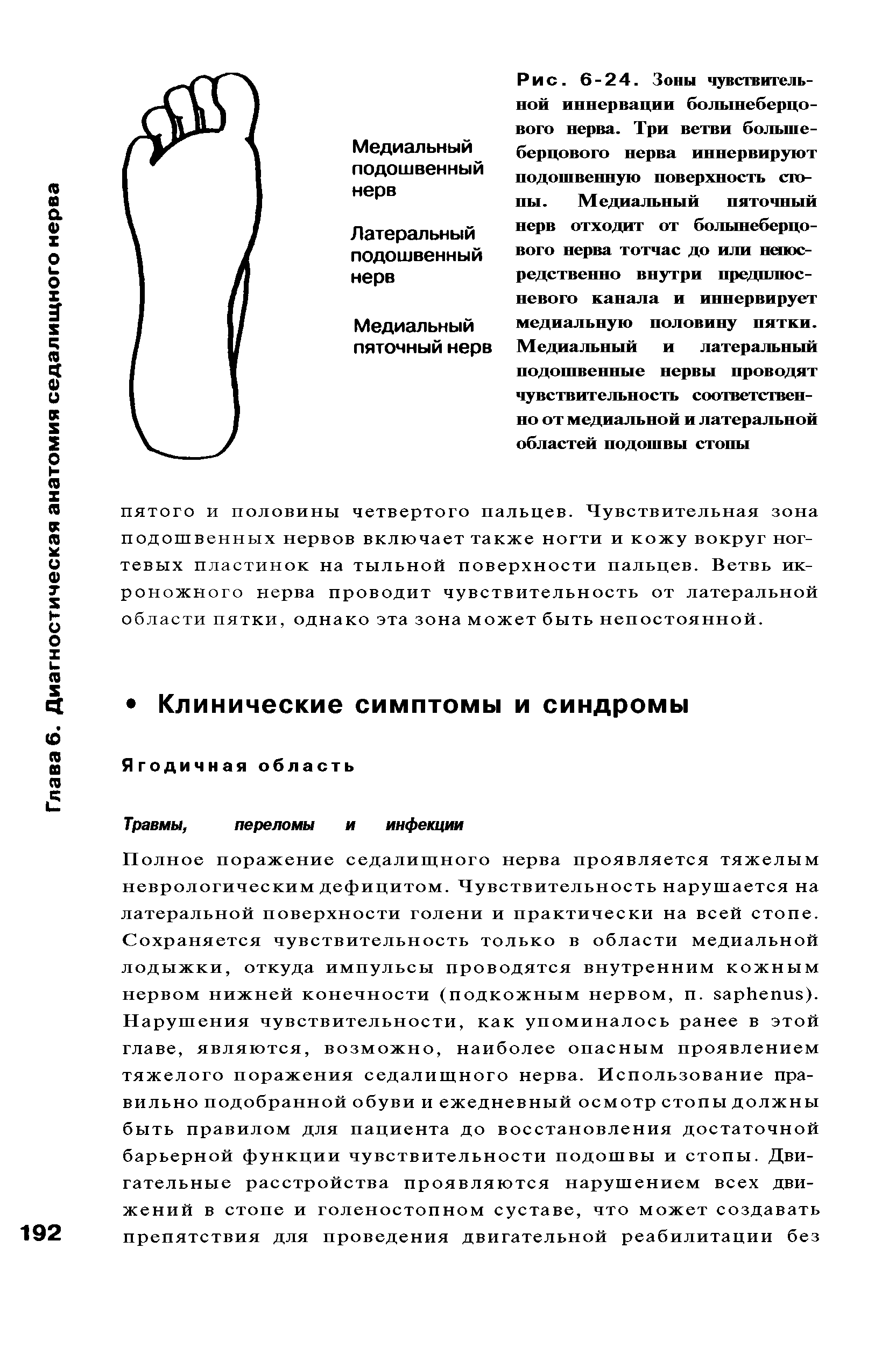 Рис. 6-24. Зоны чувствительной иннервации большеберцового нерва. Три ветви большеберцового нерва иннервируют подошвенную поверхность стопы. Медиальный пяточный нерв отходит от большеберцового нерва тотчас до или непосредственно внутри предплюсневого канала и иннервирует...