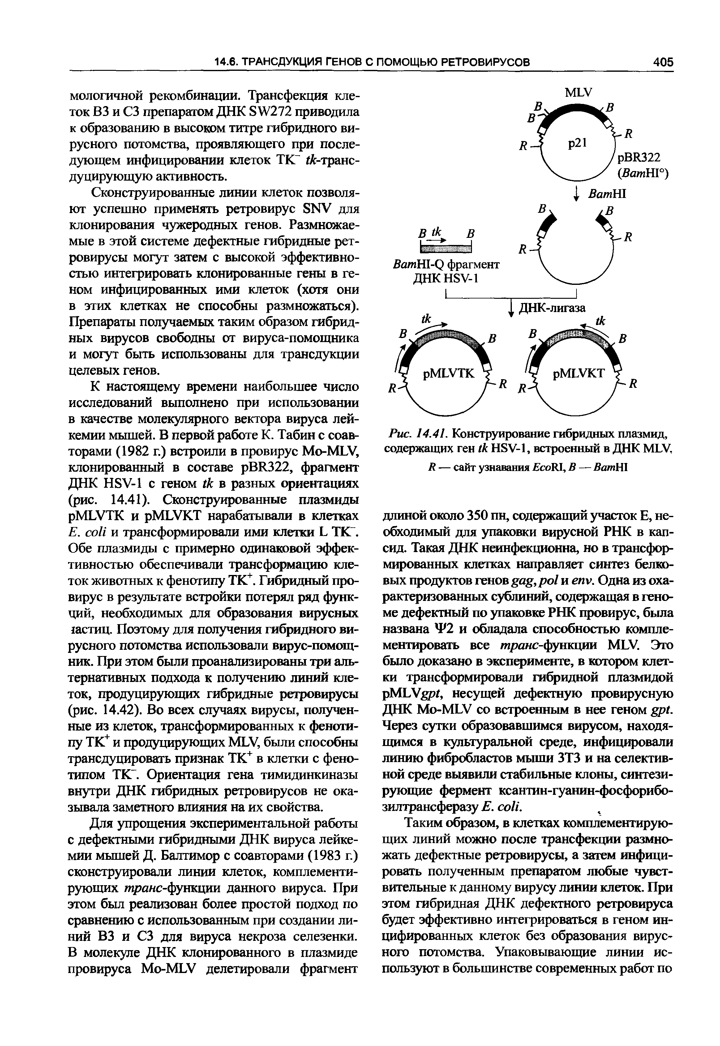 Рис. 14.41. Конструирование гибридных плазмид, содержащих ген HSV-1, встроенный в ДНК MLV, R — сайт узнавания B RI, В — ВатН ...