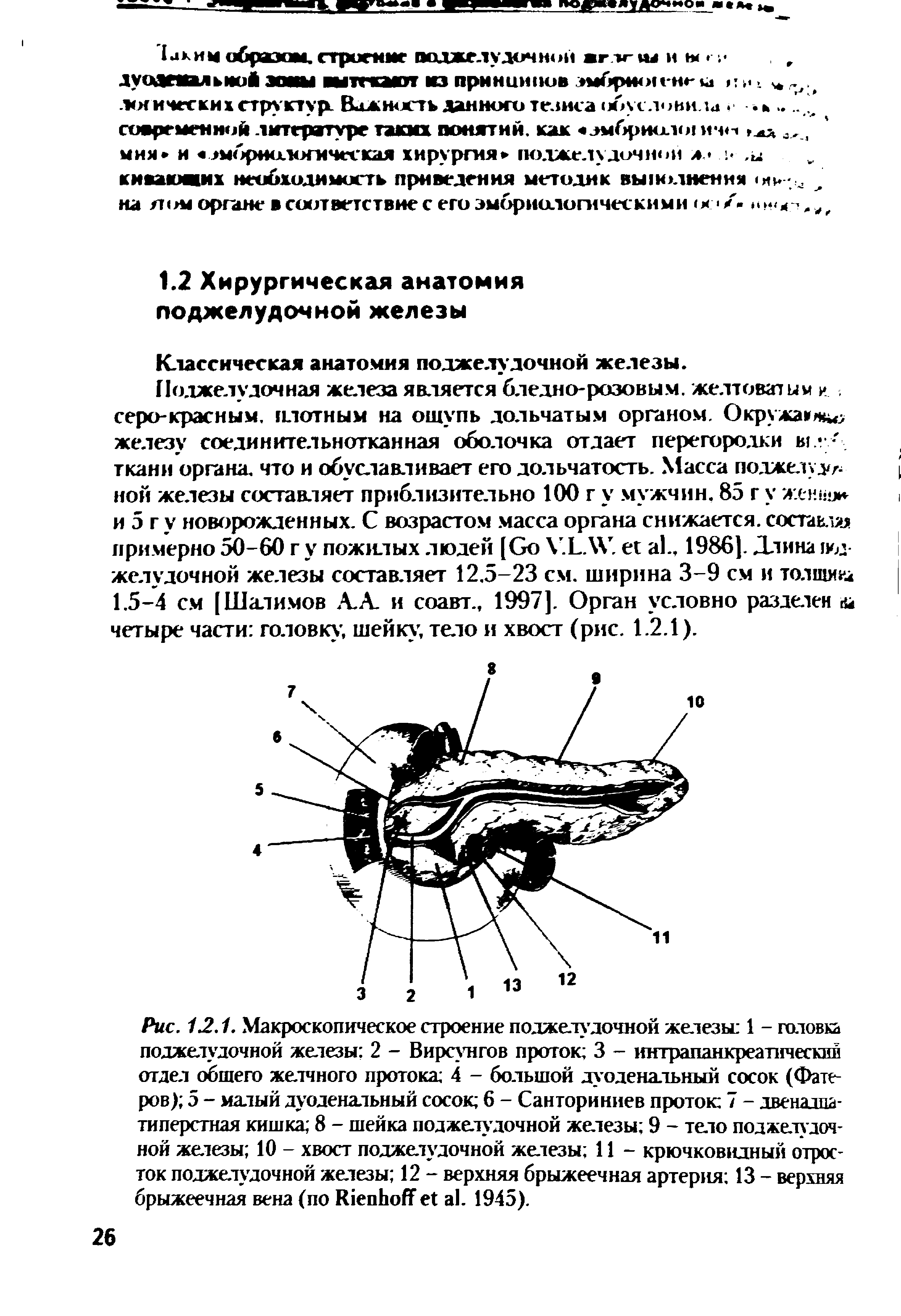 Рис. 12.1. Макроскопическое строение поджелудочной жетезьс 1 - головка поджелудочной железы 2 - Вирсунгов проток 3 - интрапанкреатическии отдел общего желчного протока 4 - большой дуоденальный сосок (Фате ров) 5 - малый дуоденальный сосок 6 - Санториниев проток 7 - двенадцатиперстная кишка 8 - шейка поджелудочной железы 9 - тело поджелудочной железы 10 - хвост поджелудочной жетезы 11 - крючковидный отросток поджелудочной железы 12 - верхняя брыжеечная артерия 13 - верхняя брыжеечная вена (по ШепЬоЯ е1 а1. 1945).