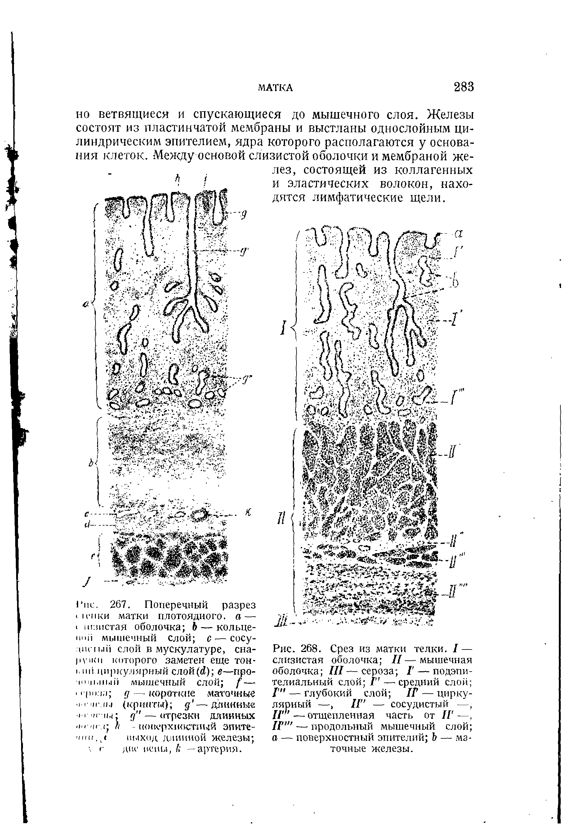 Рис. 267. Поперечный разрез шепни матки плотоядного, а — попетая оболочка 6 — кольце-п 11 мышечный слой с — сосу-. 1К1ый слой в мускулатуре, сна-р и< которого заметен еще тон- . циркулярный слой(й) е—про-. мышечный слой [— гроза д— короткие маточные ч 41 11.1 (крипты) д —длинные чг 1ы- д"— отрезки длинных ш о п л - поверхностный эпнте-"1111, < выход длинной железы ...