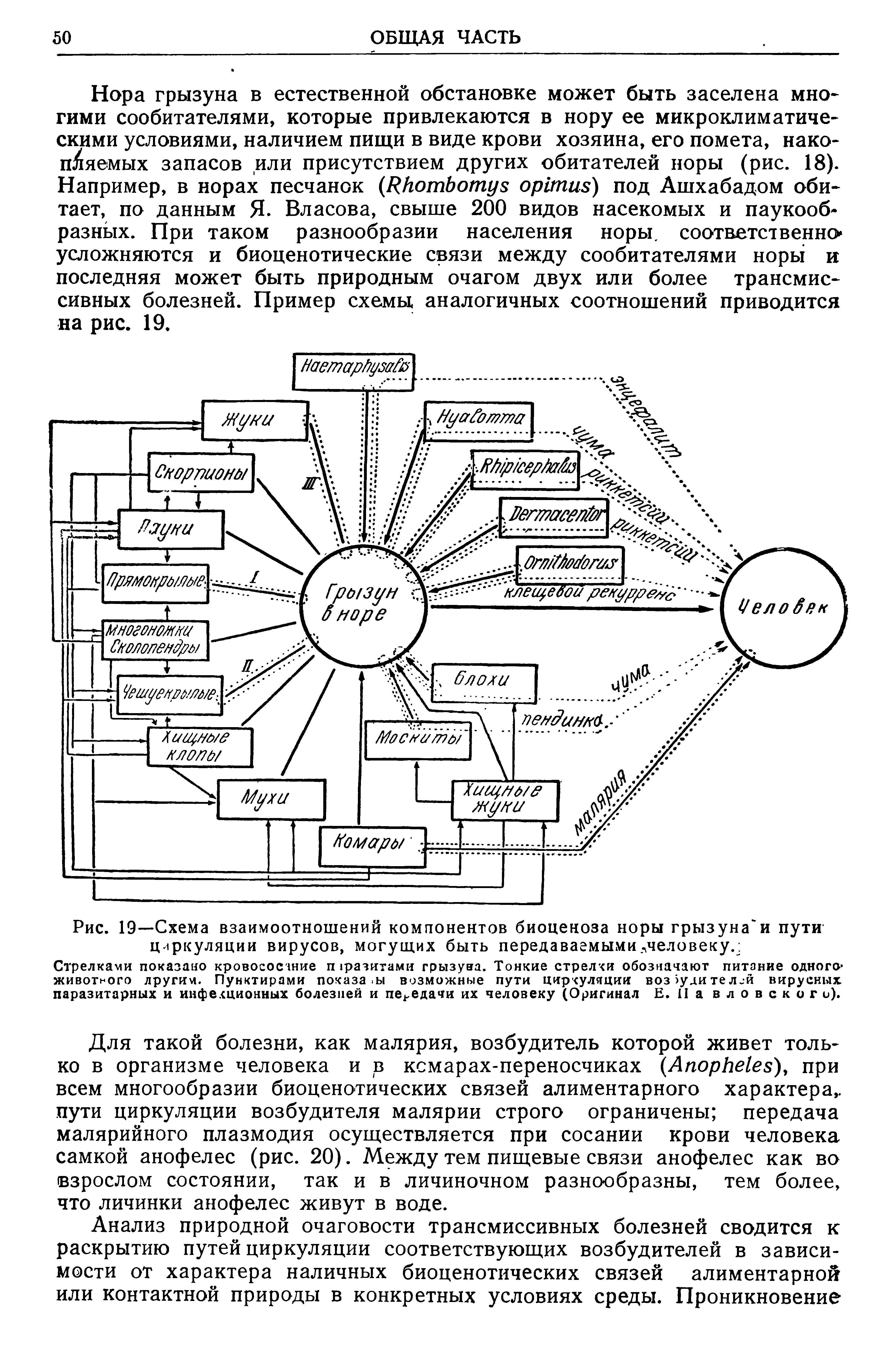 Рис. 19—Схема взаимоотношений компонентов биоценоза норы грызуна и пути циркуляции вирусов, могущих быть передаваемыми человеку. ...