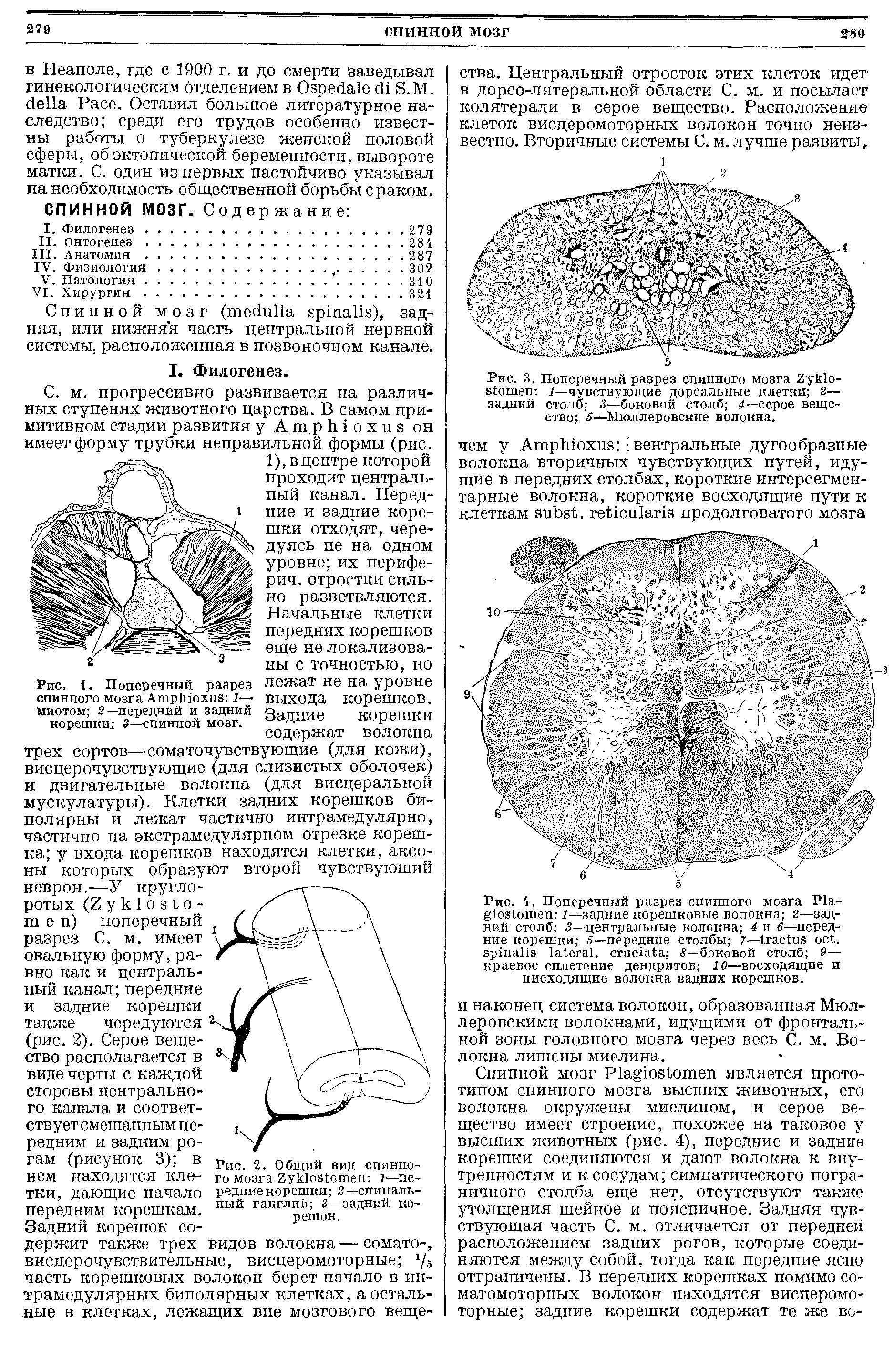 Рис. 2. Общий вид спинного мозга гукЛоэ теп 1—передние корешки 2—спинальный ганглий 3—задний корешок.