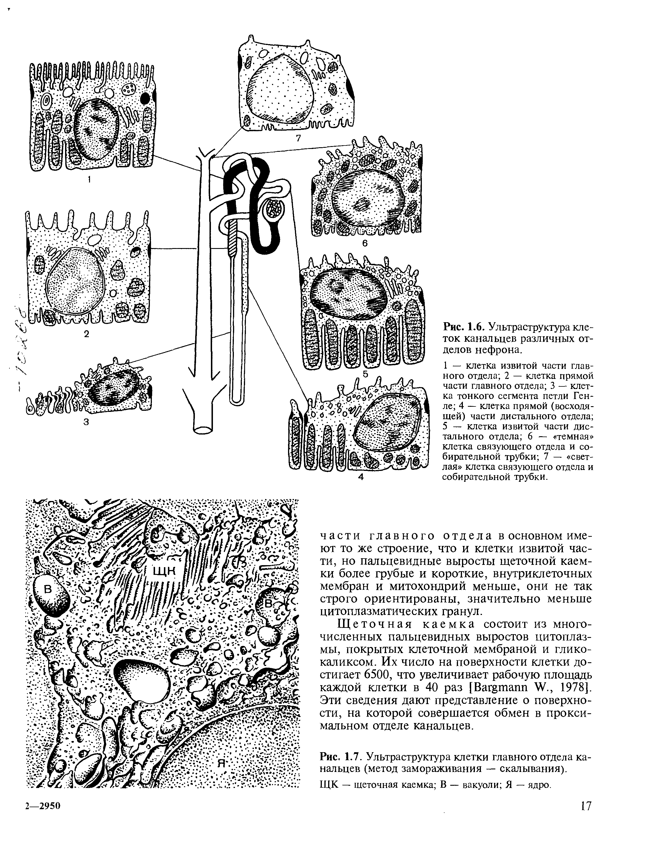 Рис. 1.7. Ультраструктура клетки главного отдела канальцев (метод замораживания — скалывания).