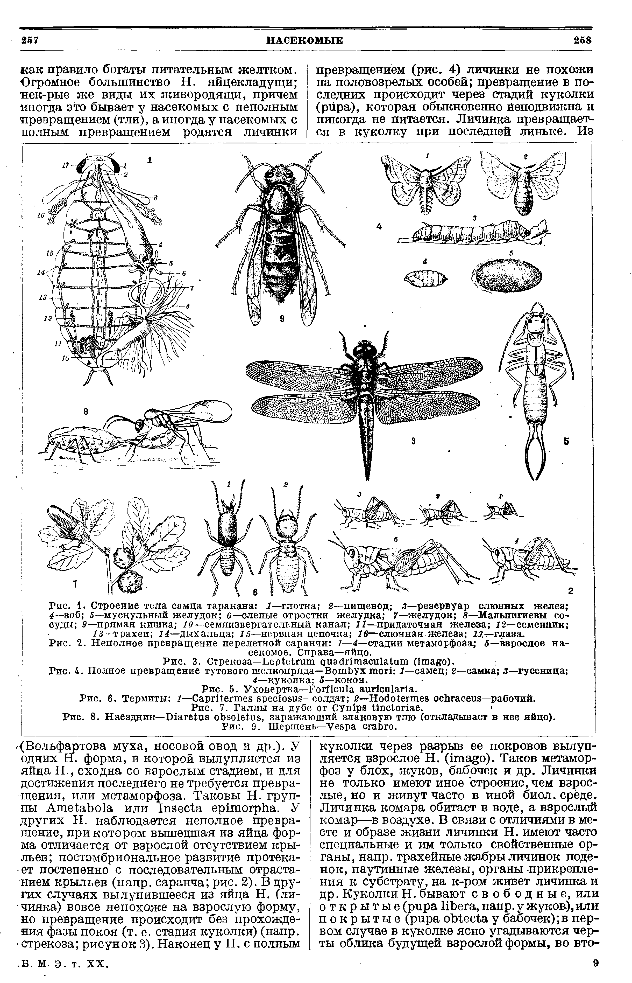 Рис. 8. Наездник—D , заражающий злаковую тлю (откладывает в нее яйцо). Рис. 9. Шершень—V .