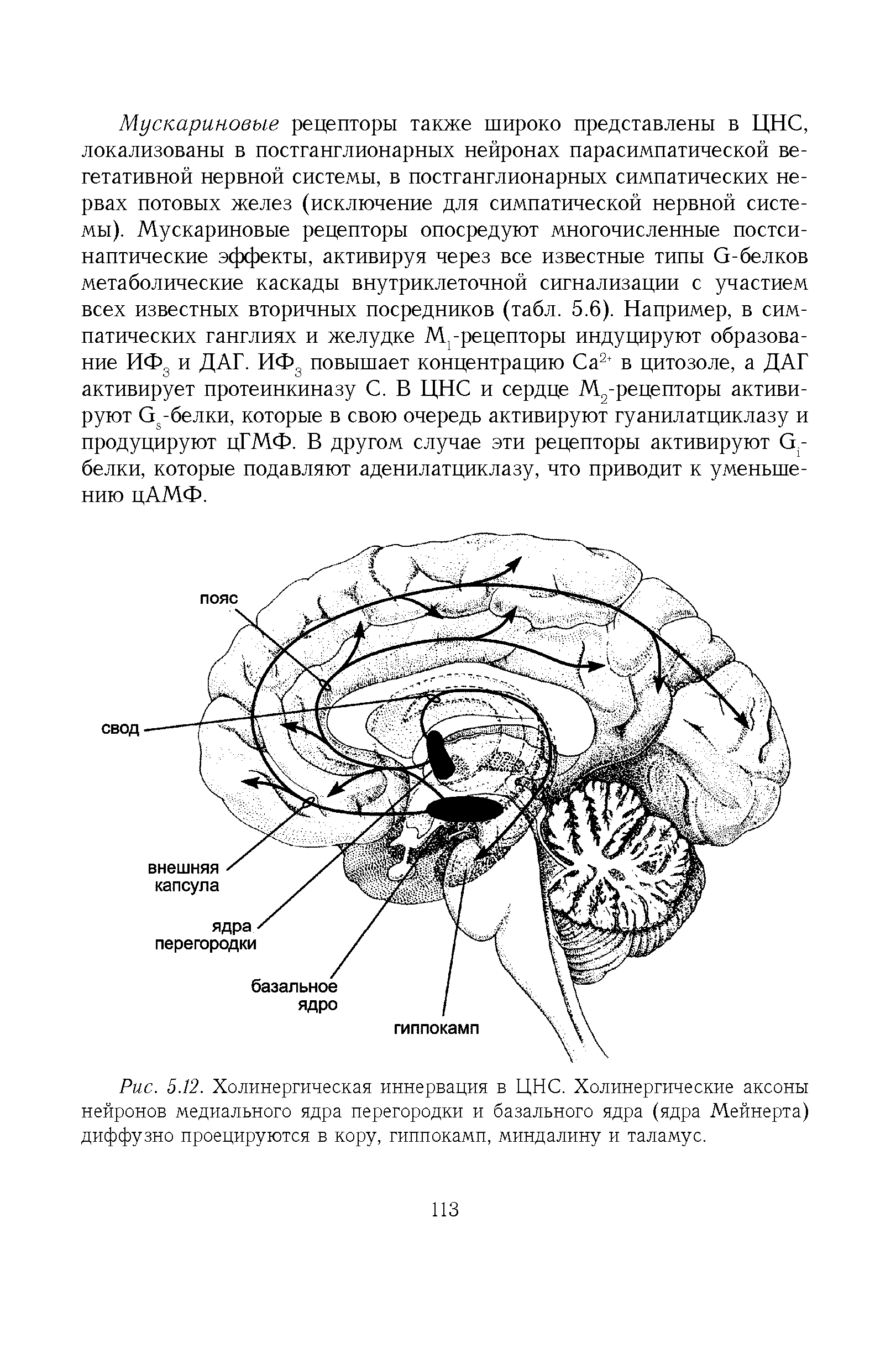 Рис. 5.12. Холинергическая иннервация в ЦНС. Холинергические аксоны нейронов медиального ядра перегородки и базального ядра (ядра Мейнерта) диффузно проецируются в кору, гиппокамп, миндалину и таламус.