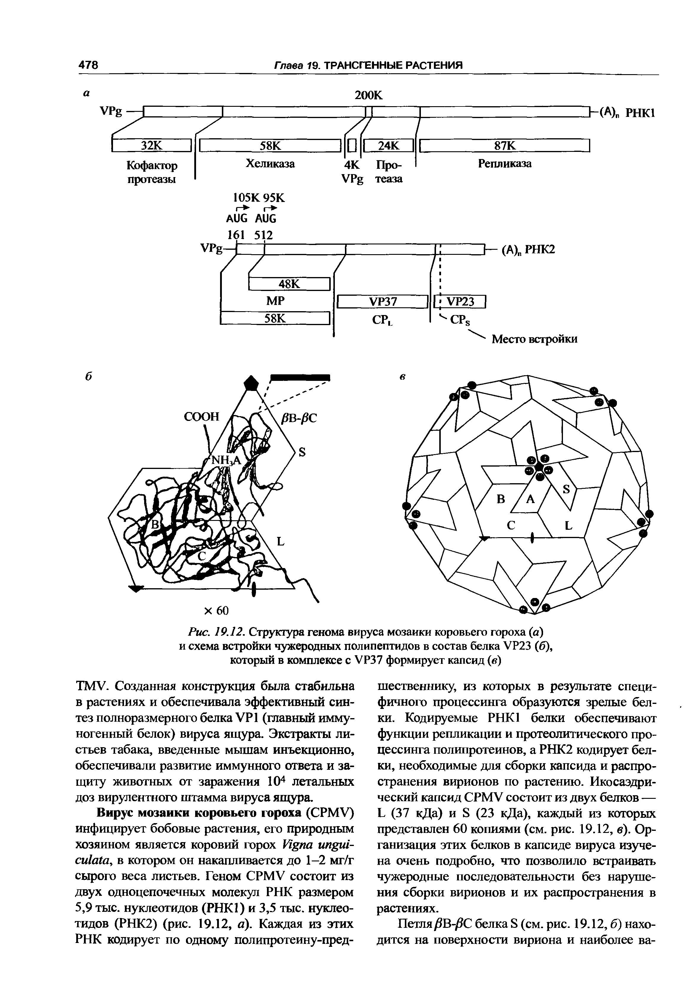 Рис. 19.12. Структура генома вируса мозаики коровьего гороха (а) и схема встройки чужеродных полипептидов в состав белка УР23 (б), который в комплексе с УР37 формирует капсид (в)...
