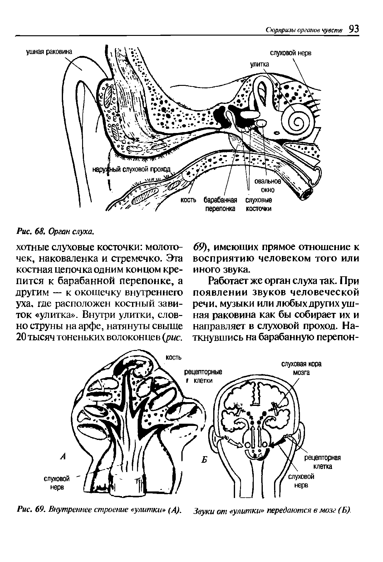 Рис. 69. Внутреннее строение улитки (А). Звуки от улитки передаются в мозг (Б)...