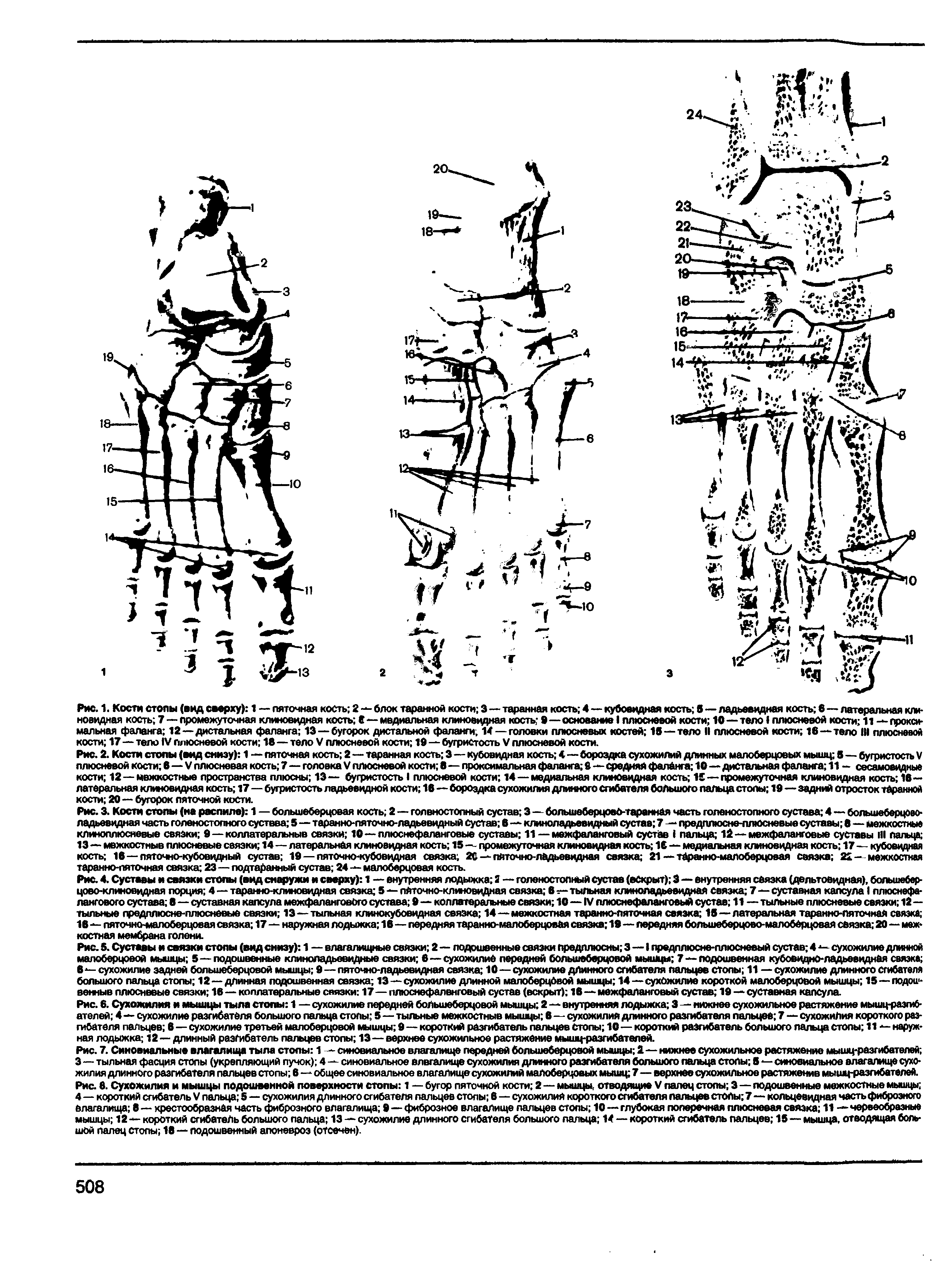 Рис. 7. Синовиальные влагалища тыла столы 1 — синовиальное влагалище передней большеберцовой мышцы 2—нижнее сухожильное растяжение мышц-разгибателей ...