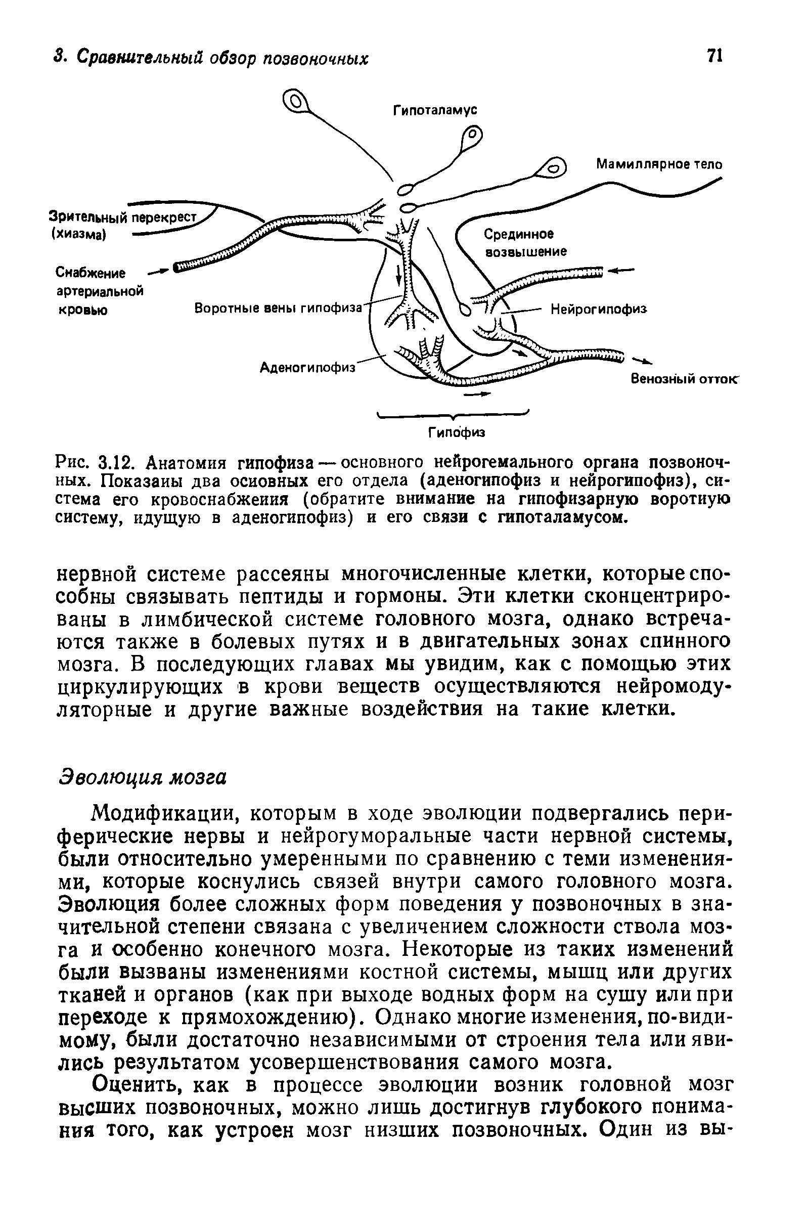 Рис. 3.12. Анатомия гипофиза — основного нейрогемального органа позвоночных. Показаны два основных его отдела (аденогипофиз и нейрогипофиз), система его кровоснабжения (обратите внимание на гипофизарную воротную систему, идущую в аденогипофиз) и его связи с гипоталамусом.