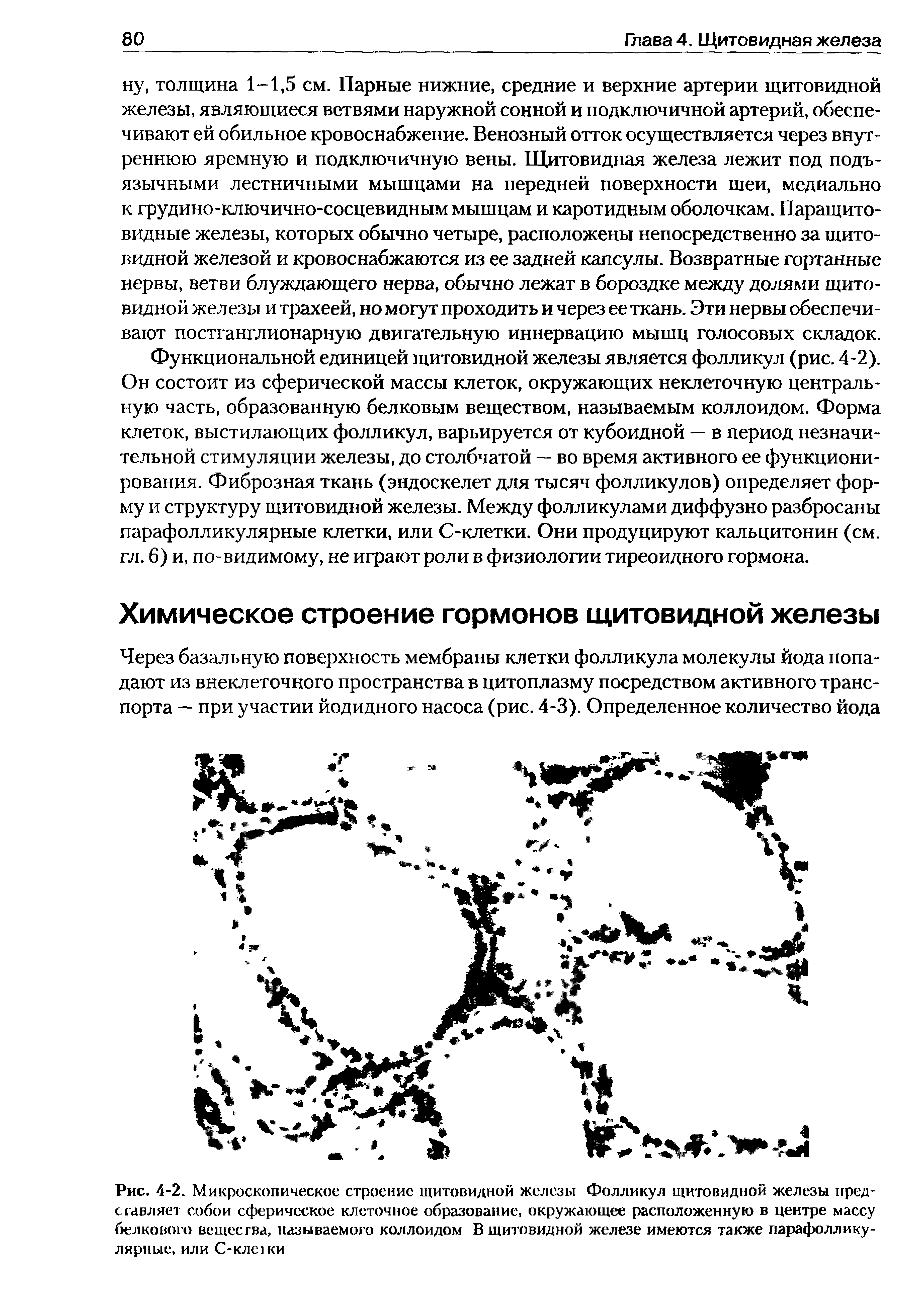 Рис. 4-2. Микроскопическое строение щитовидной железы Фолликул щитовидной железы представляет собой сферическое клеточное образование, окружающее расположенную в центре массу белкового вещества, называемого коллоидом В щитовидной железе имеются также парафолликулярные, или С-клежи...