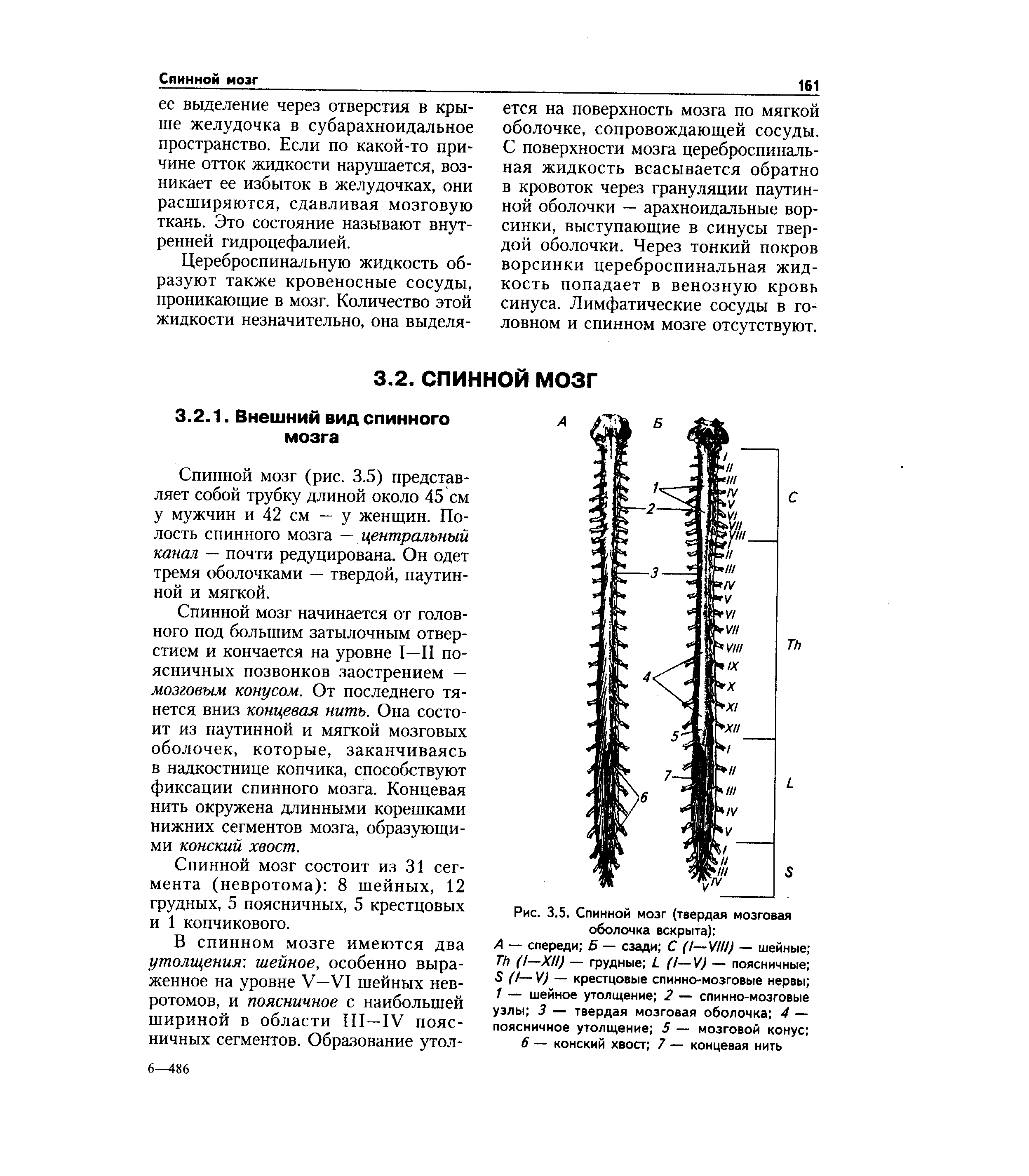 Рис. 3.5. Спинной мозг (твердая мозговая оболочка вскрыта) ...