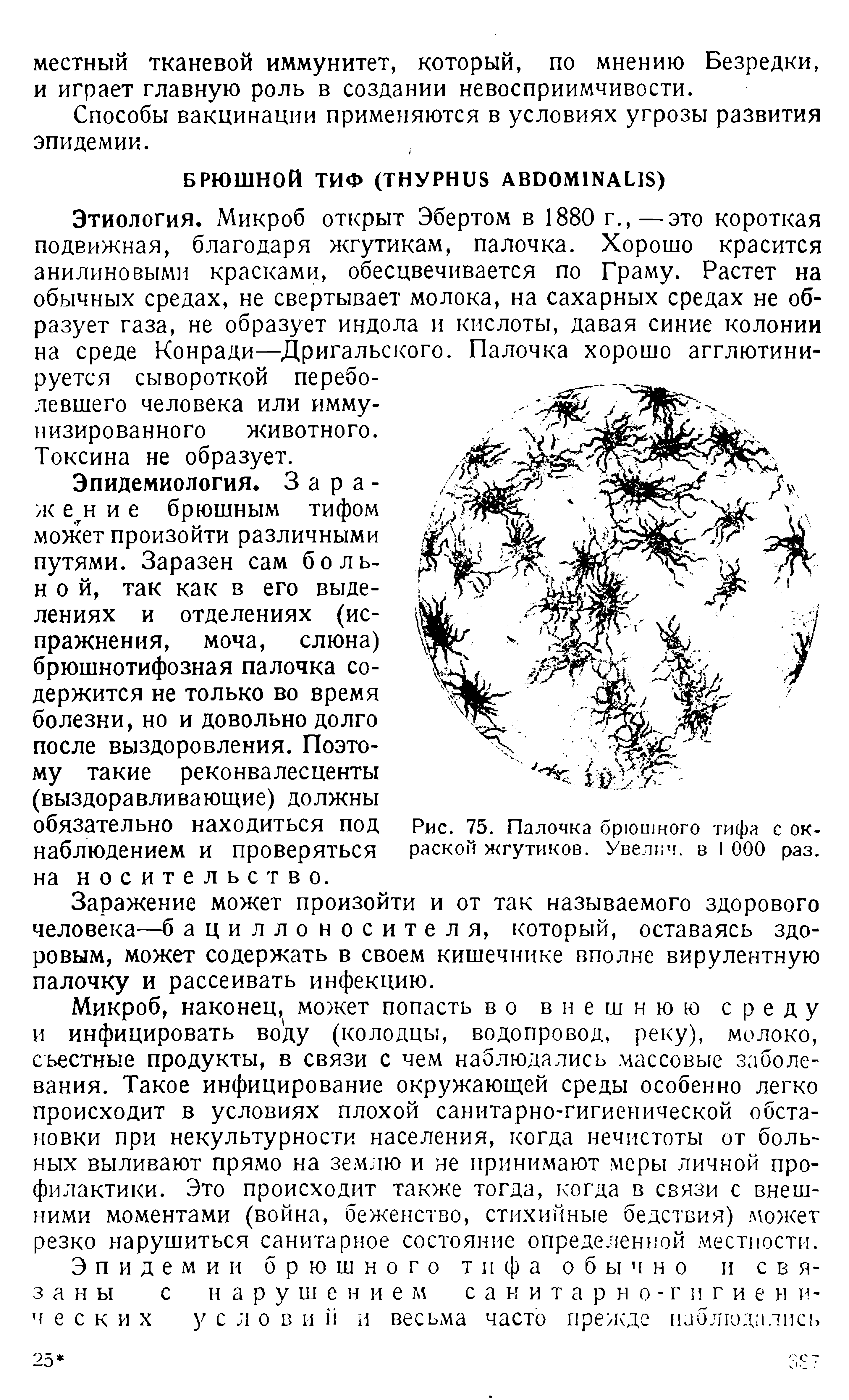 Рис. 75. Палочка брюшного тифа с окраской жгутиков. Увелич. в 1 000 раз.