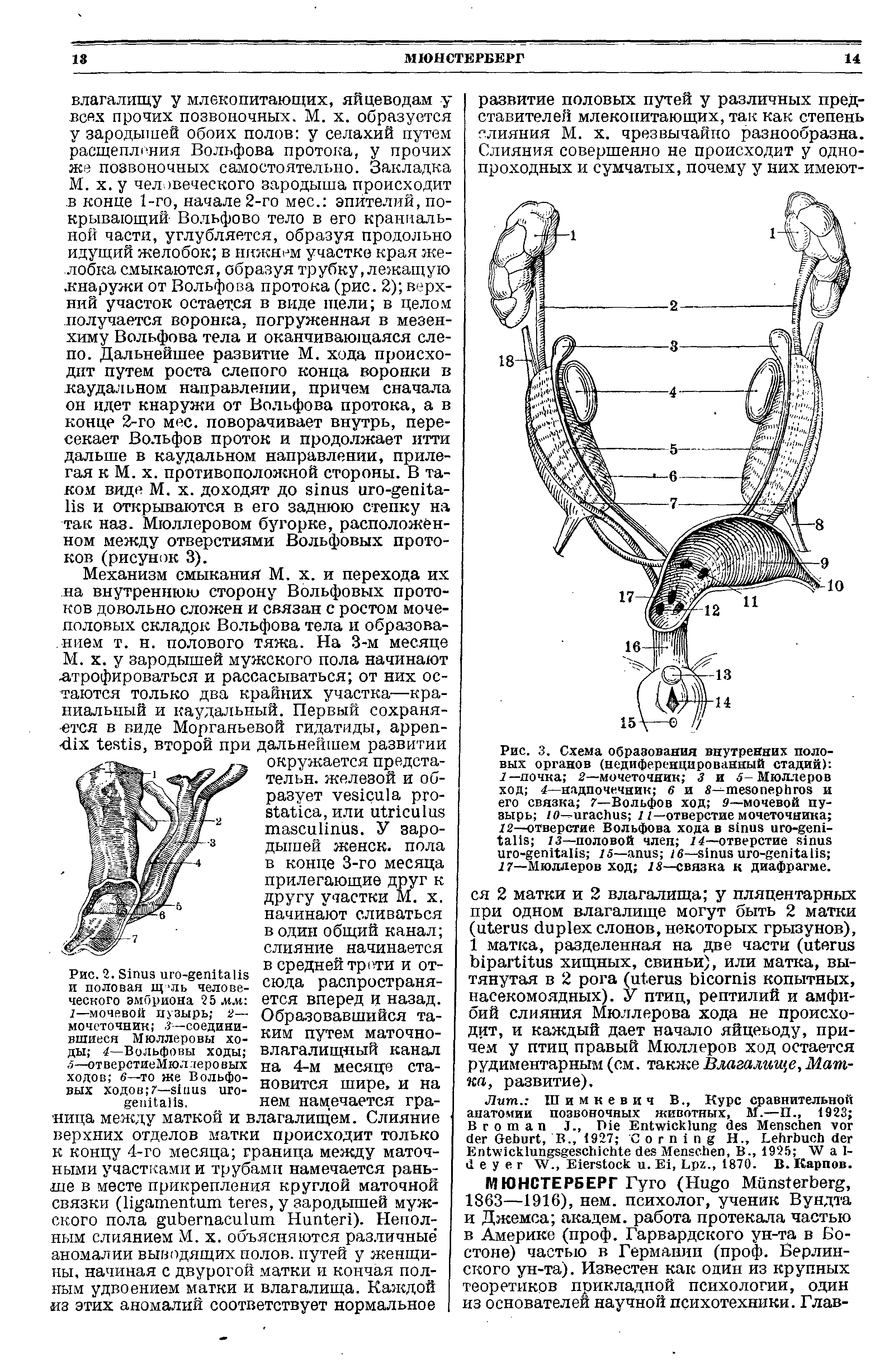 Рис. 3. Схема образования внутренних половых органов (недиференцированный стадий) 1 —почка 2—мочеточник 3 и 5- Мюллеров ход 4—надпочечник 6 и S— и его связка 7—Вольфов ход 9—мочевой пузырь ю— 11— отверстие мочеточника 12—отверстие Вольфова хода в - 13—половой члеп 14—отверстие - 15— 16— - 17—Мюллеров ход 18—связка к диафрагме.