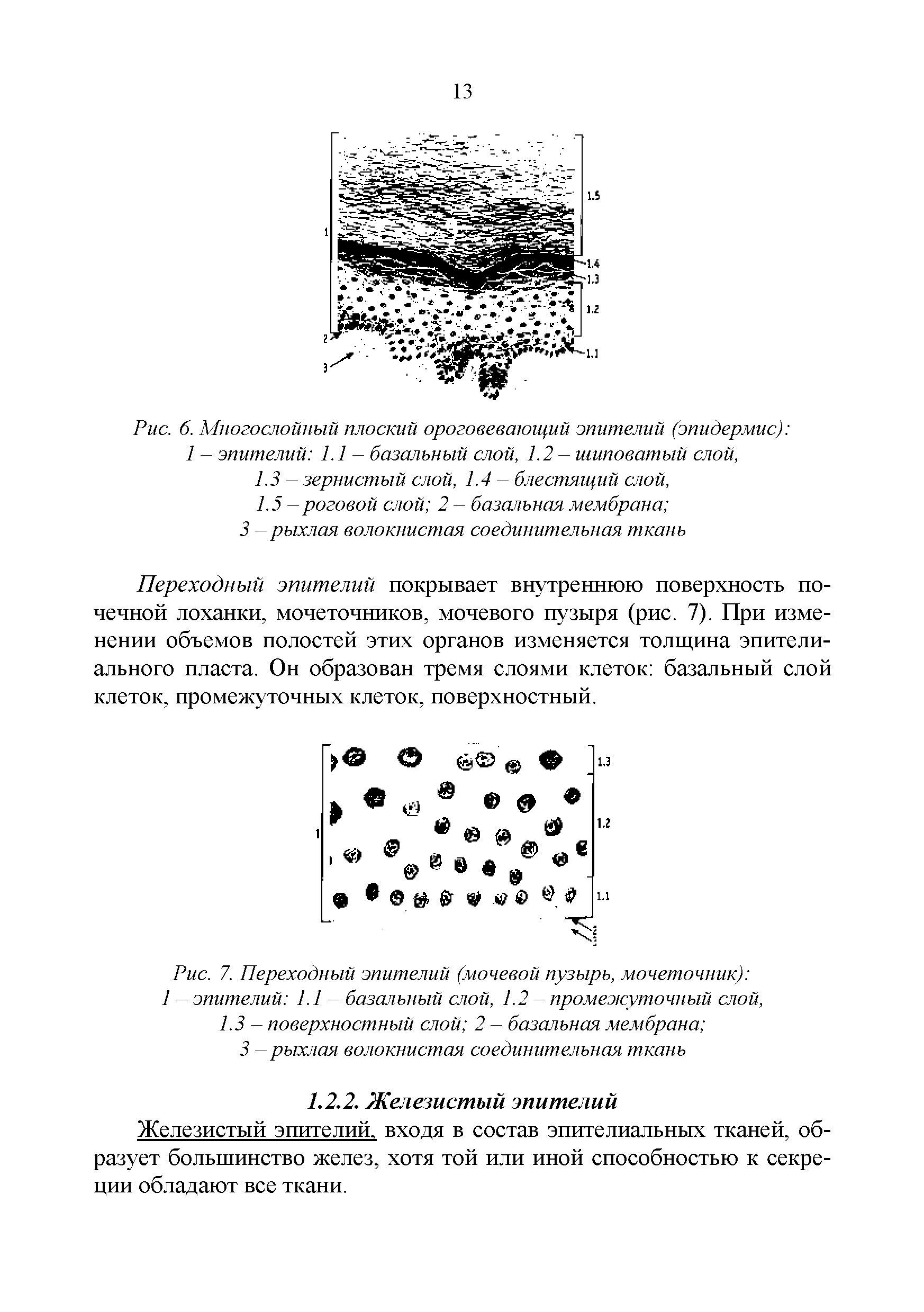 Рис. 7. Переходный эпителий (мочевой пузырь, мочеточник) 1 - эпителий 1.1 - базальный слой, 1.2 - промежуточный слой, 1.3 - поверхностный слой 2 - базальная мембрана ...