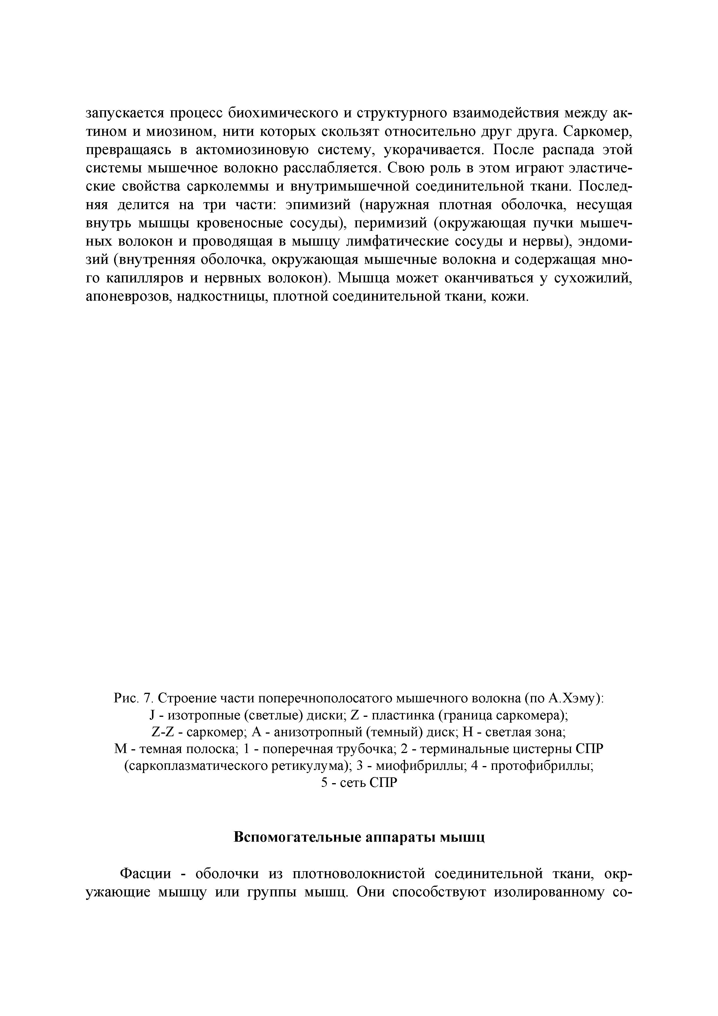 Рис. 7. Строение части поперечнополосатого мышечного волокна (по А.Хэму) I - изотропные (светлые) диски 7 - пластинка (граница саркомера) 7-7 - саркомер А - анизотропный (темный) диск Н - светлая зона ...