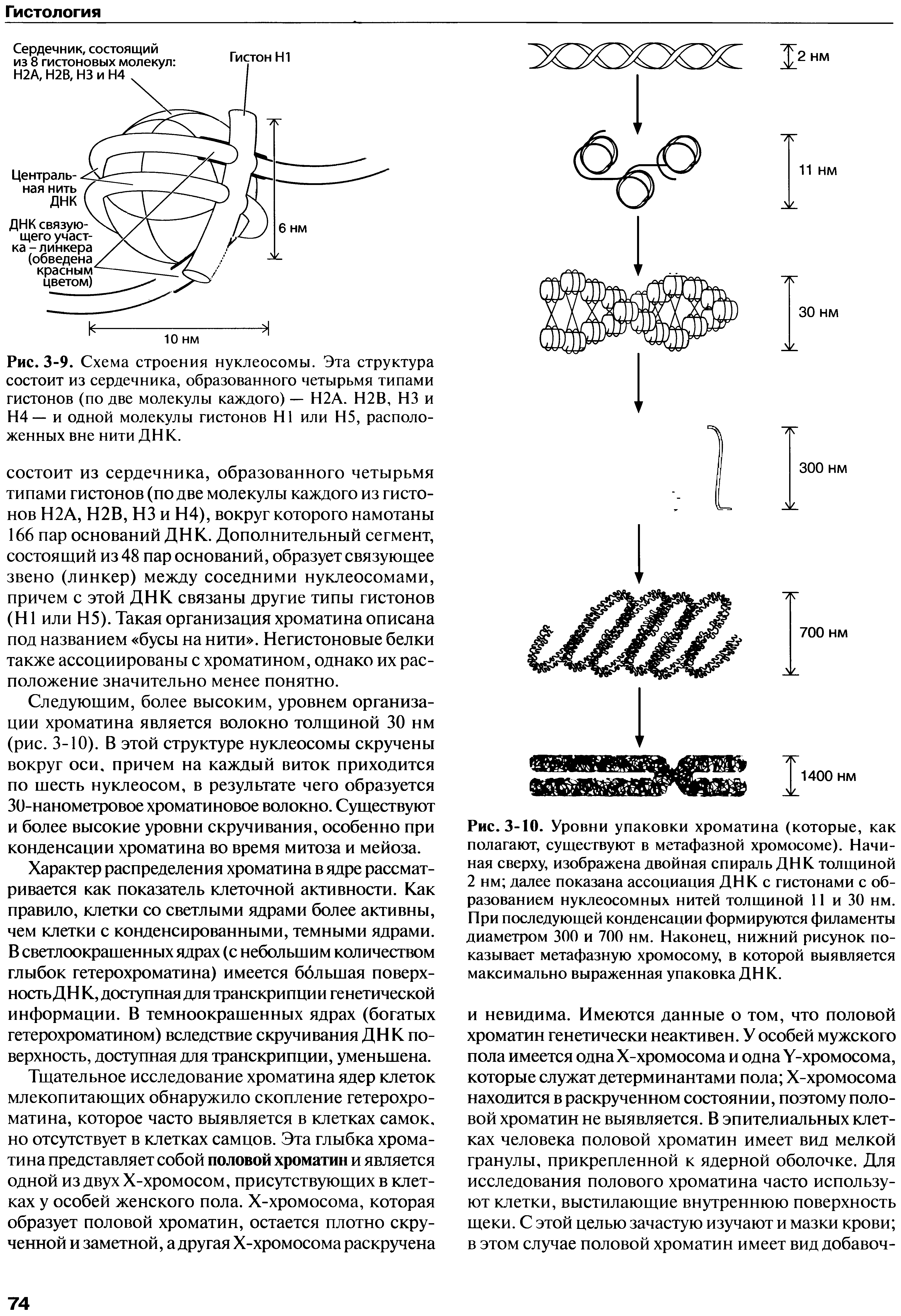 Рис. 3-9. Схема строения нуклеосомы. Эта структура состоит из сердечника, образованного четырьмя типами гистонов (по две молекулы каждого) — Н2А. Н2В, НЗ и Н4 — и одной молекулы гистонов Н1 или Н5, расположенных вне нити ДНК.