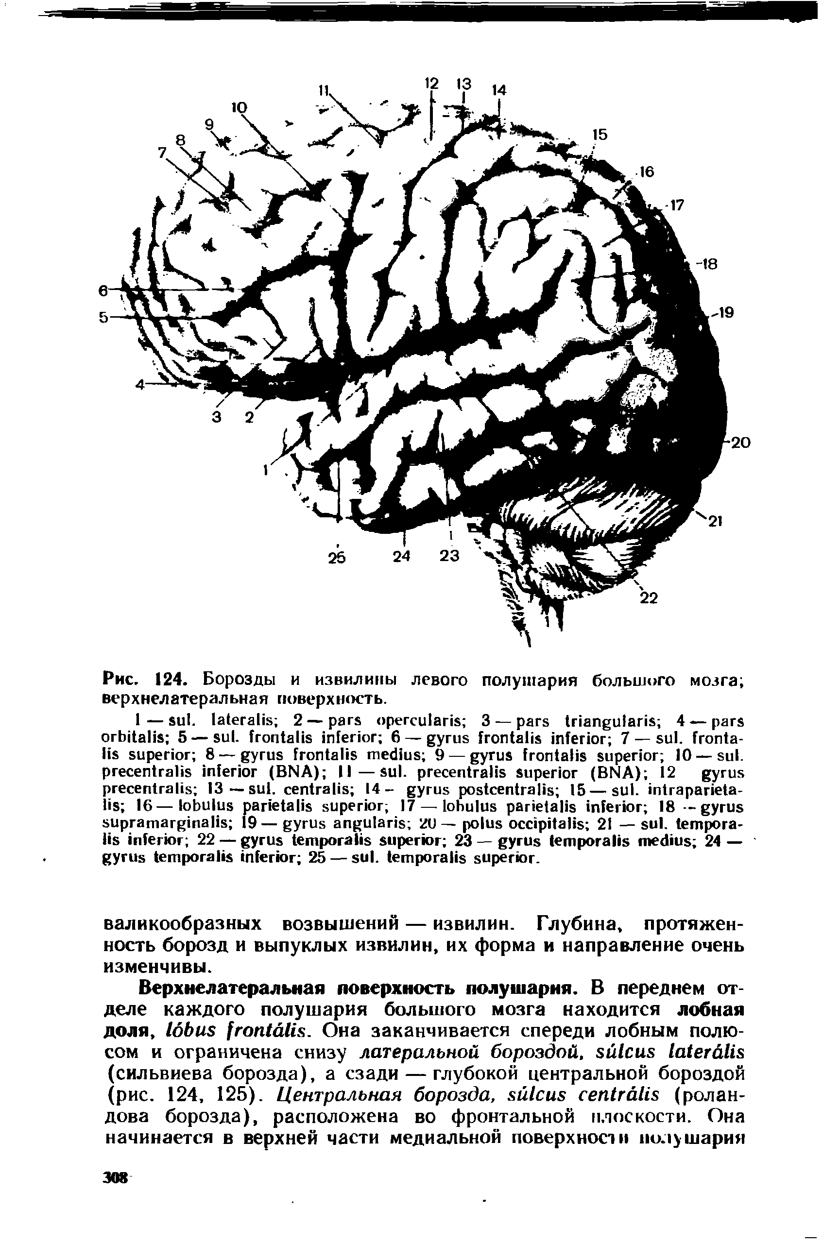 Рис. 124. Борозды и извилины левого полушария большого мозга верхнелатеральная поверхность.