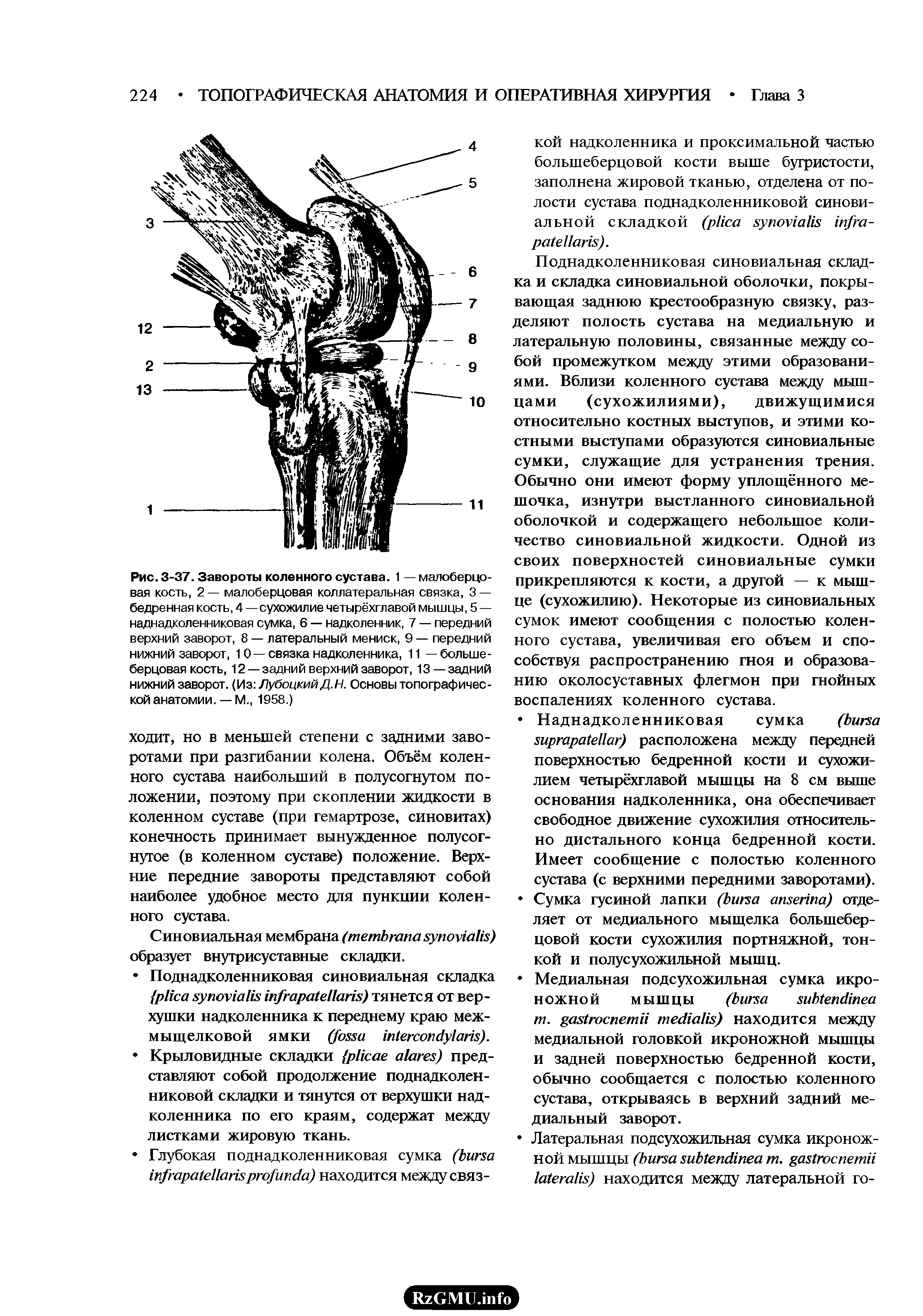 Рис. 3-37. Завороты коленного сустава. 1 — малоберцовая кость, 2 — малоберцовая коллатеральная связка, 3 — бедренная кость, 4—сухожилие четырёхглавой мышцы, 5 — наднадколенниковая сумка, 6 — надколенник, 7 — передний верхний заворот, 8 — латеральный мениск, 9 — передний нижний заворот, 10—связка надколенника, 11 — большеберцовая кость, 12 —задний верхний заворот, 13—задний нижний заворот. (Из ЛубоцкийД.Н. Основы топографической анатомии. — М., 1958.)...