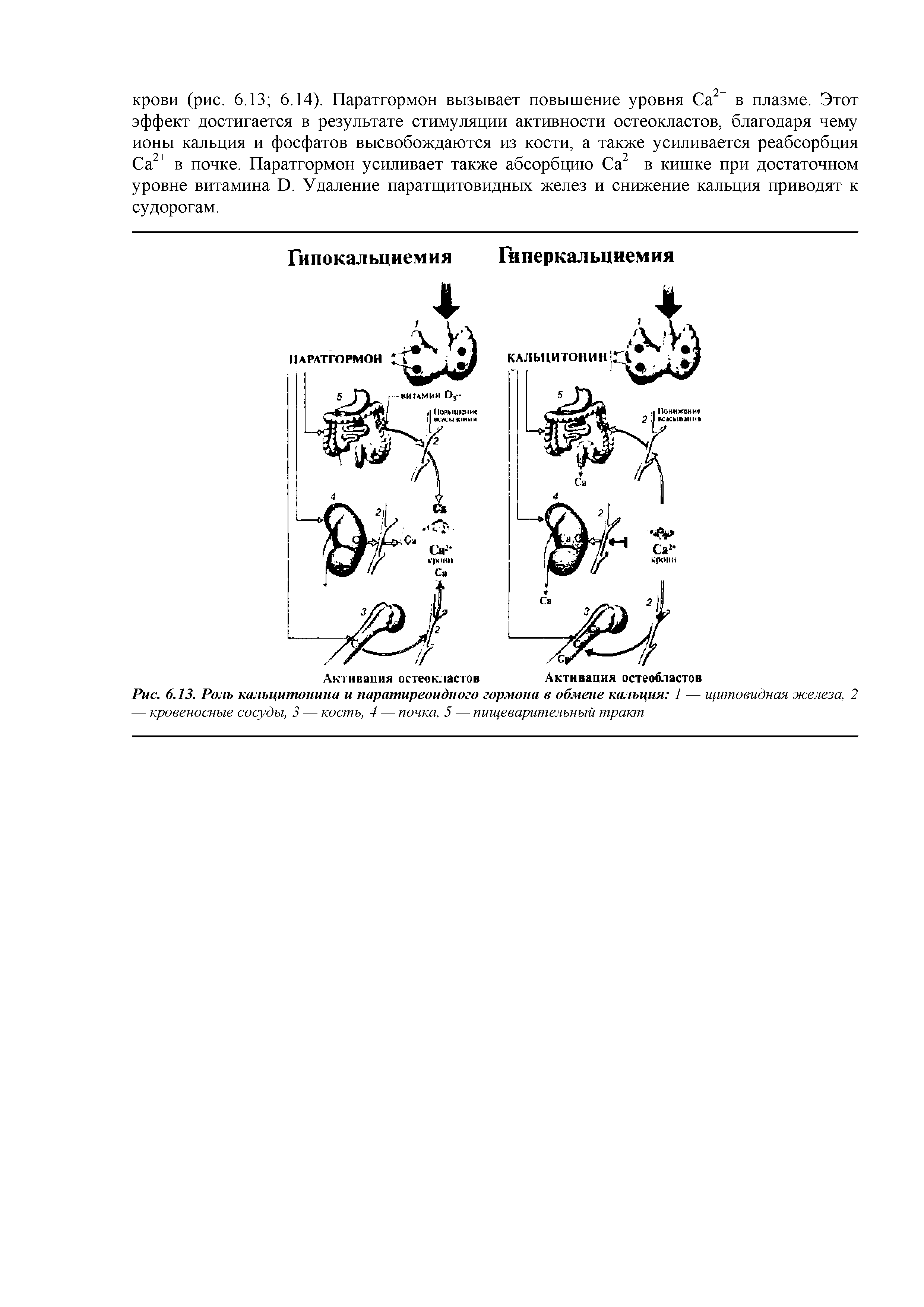 Рис. 6.13. Роль кальцитонина и паратиреоидного гормона в обмене кальция 1 — щитовидная железа, 2 — кровеносные сосуды, 3 — кость, 4 — почка, 5 — пищеварительный тракт...