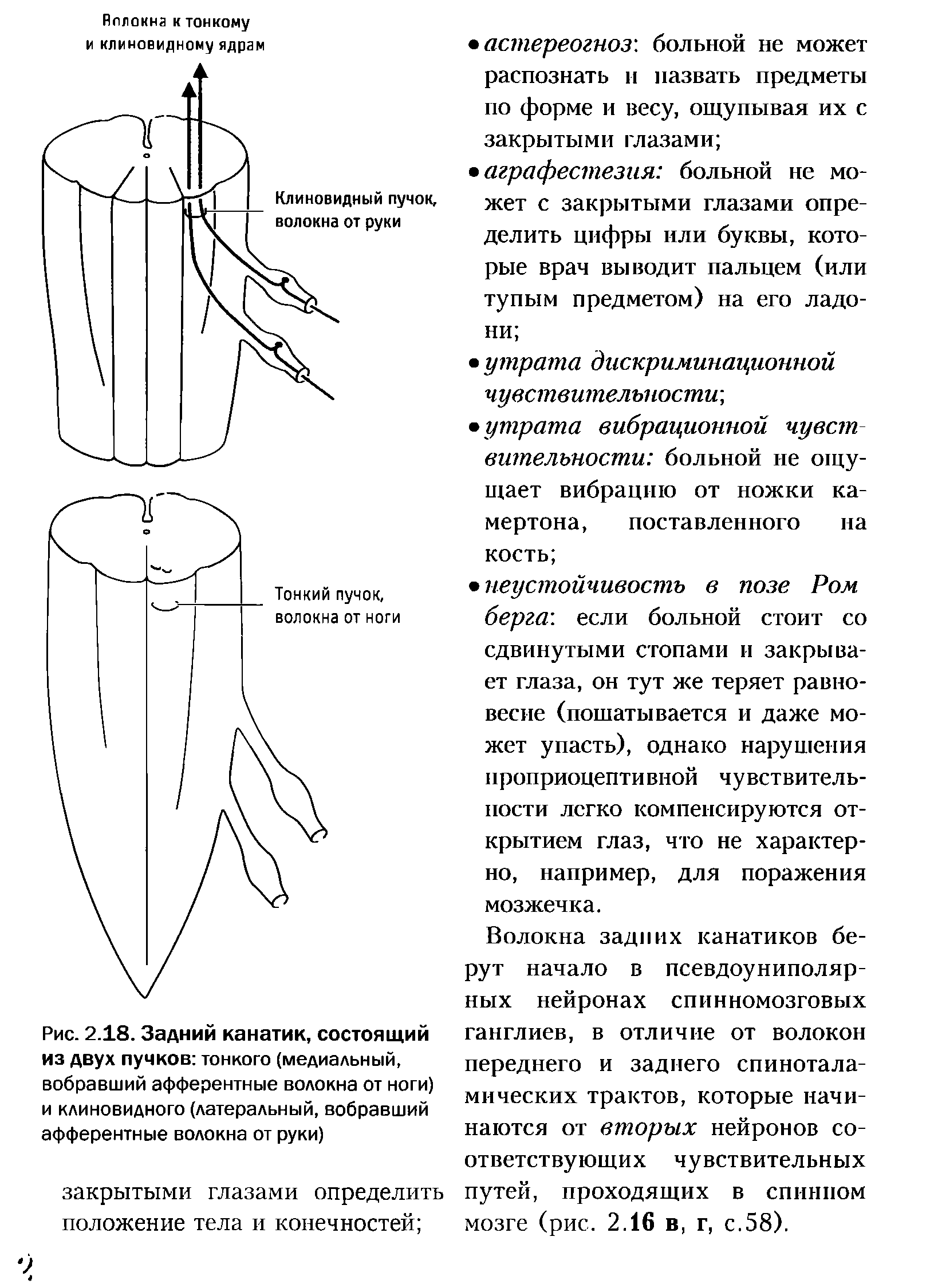 Рис. 2.18. Задний канатик, состоящий из двух пучков тонкого (медиальный, вобравший афферентные волокна от ноги) и клиновидного (латеральный, вобравший афферентные волокна от руки)...