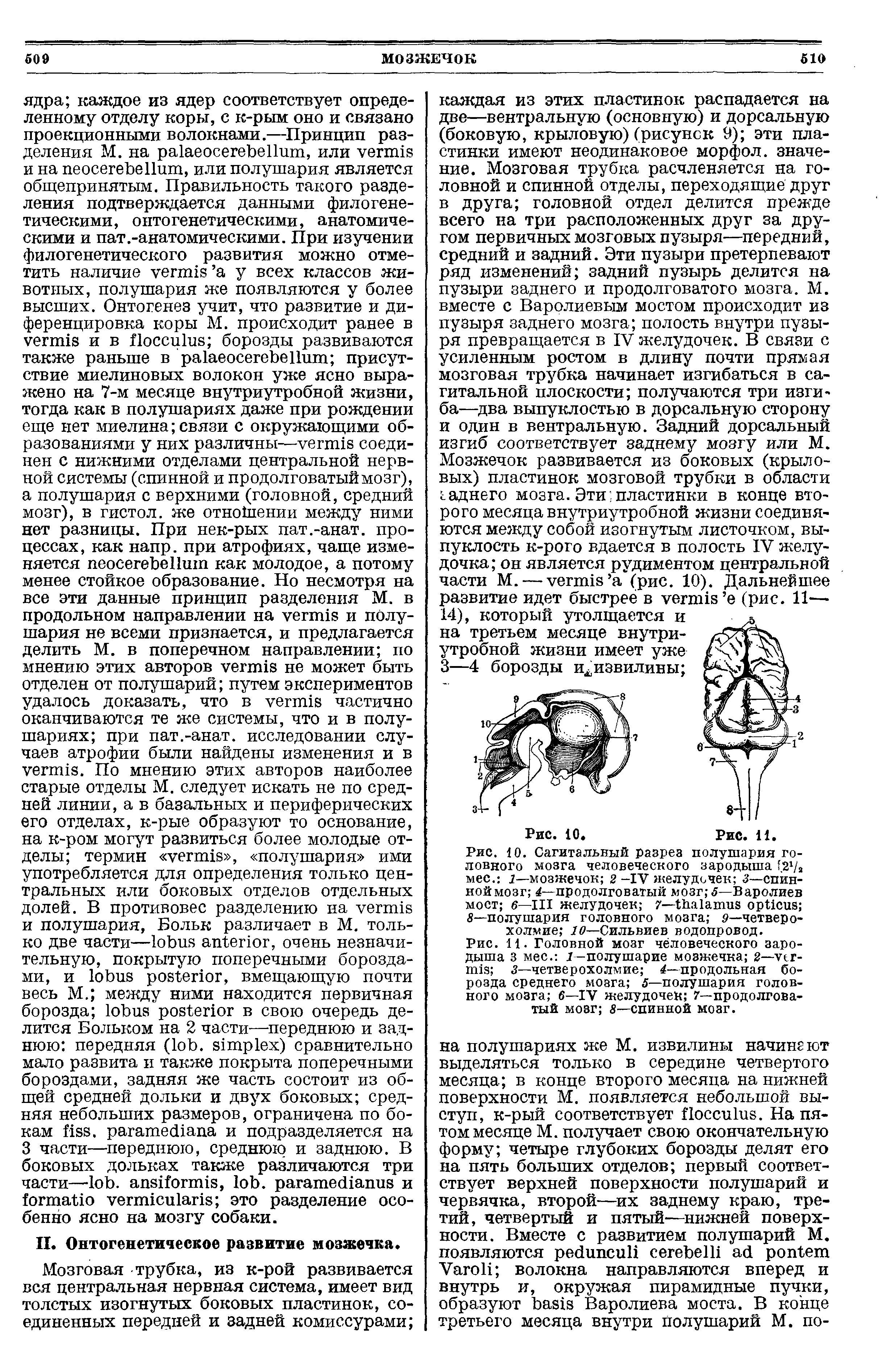 Рис. 11. Головной мозг человеческого зародыша 3 мес. г-полушарие мозжечка 2— 3—четверохолмие —продольная борозда среднего мозга 5—полушария головного мозга 6—IV желудочев 7—продолговатый мозг 8—спинной мозг.