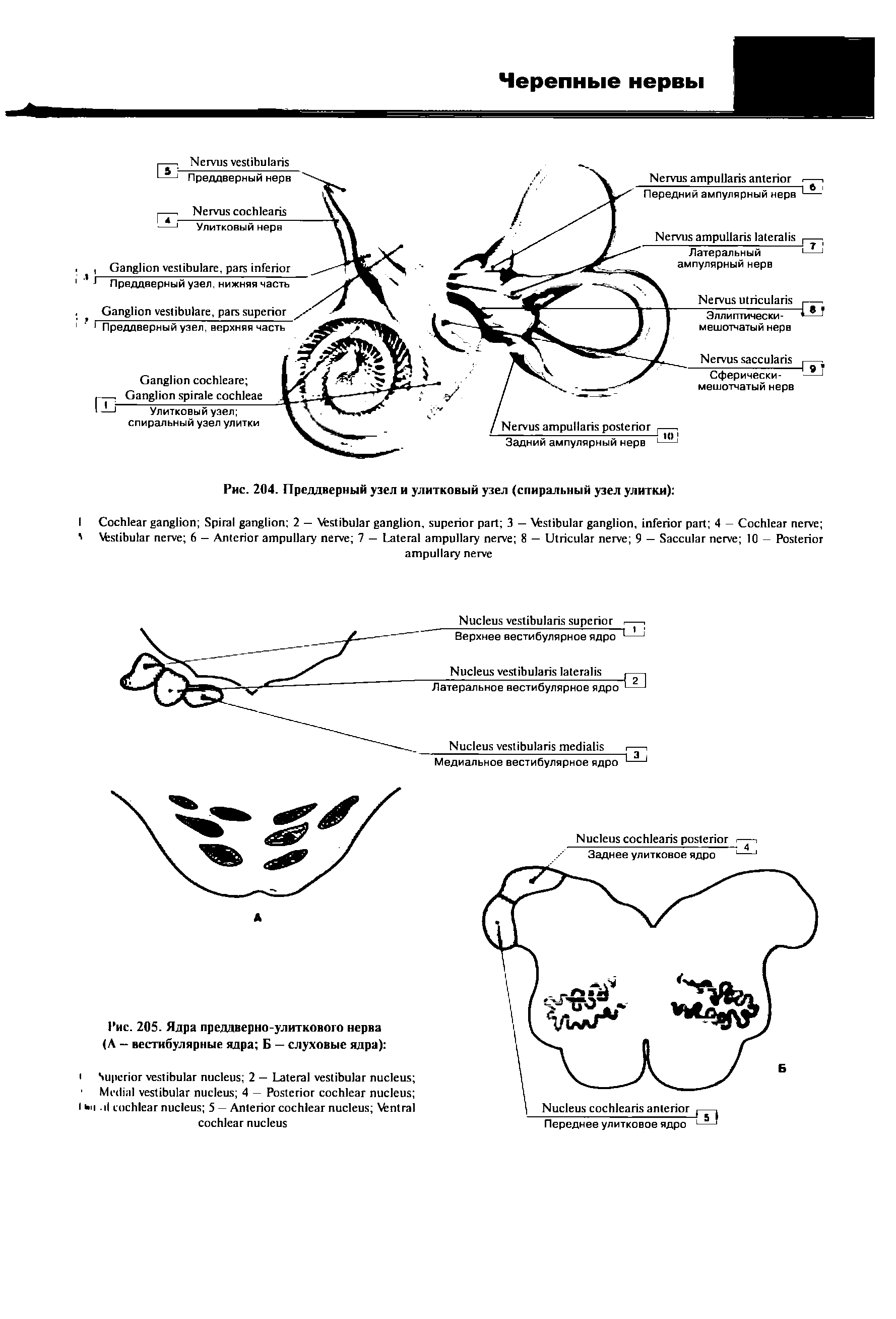 Рис. 204. Преддверный узел и улитковый узел (спиральный узел улитки) ...