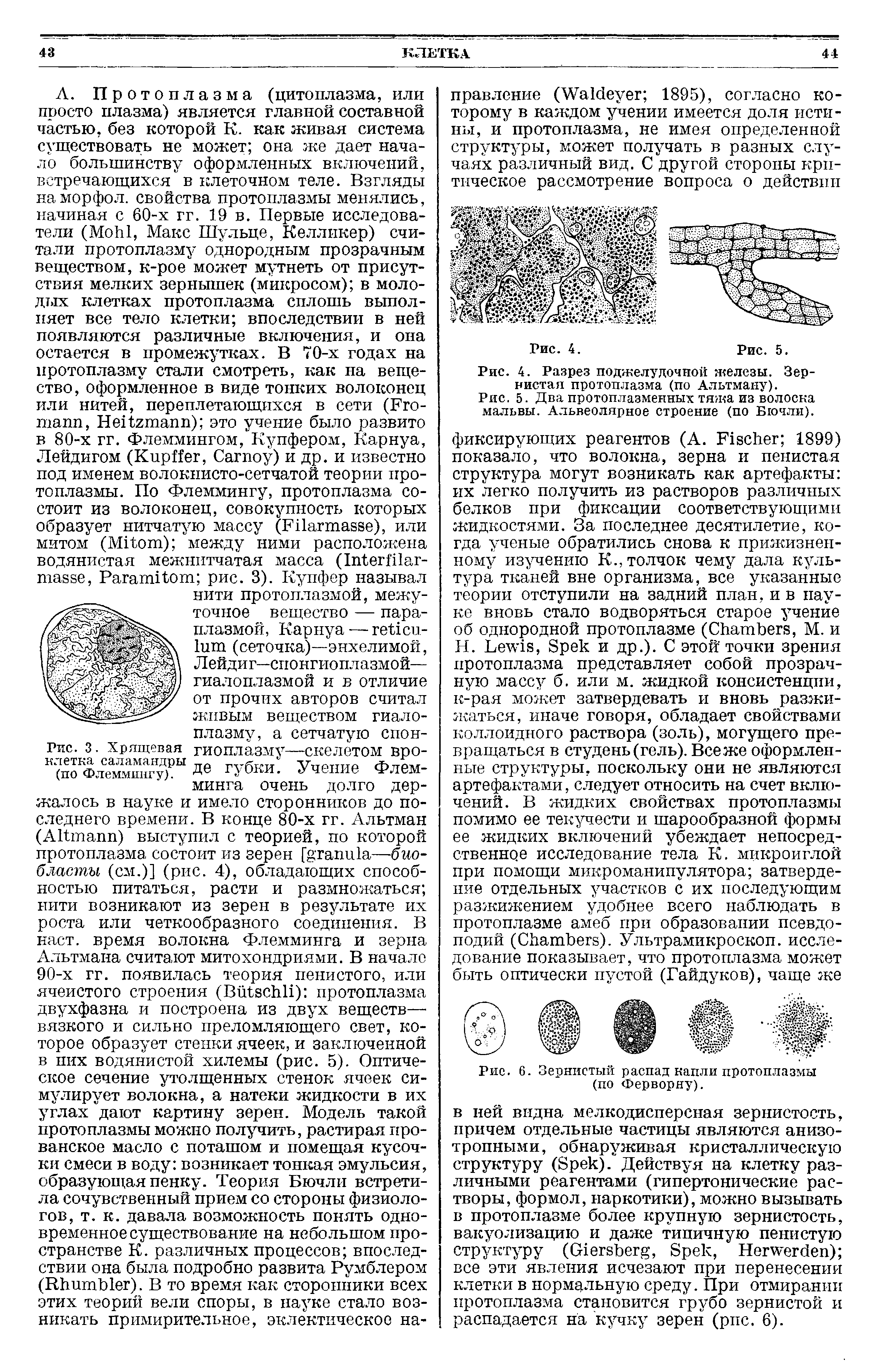 Рис. 5. Два протоплазменных тяжа из волоска мальвы. Альвеолярное строение (по Бючли).