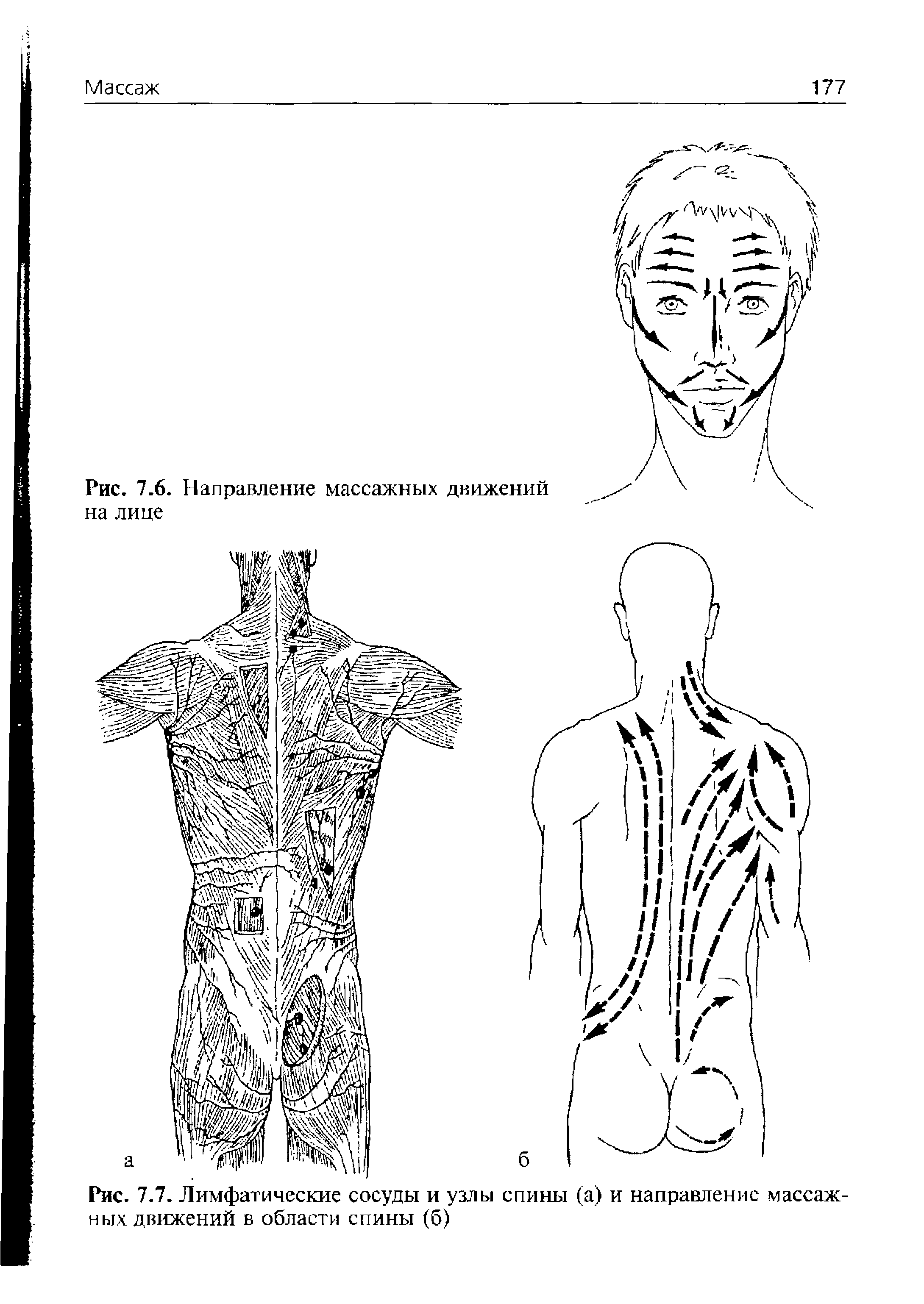 Рис. 7.7. Лимфатические сосуды и узлы спины (а) и направление массажных движений в области спины (б)...