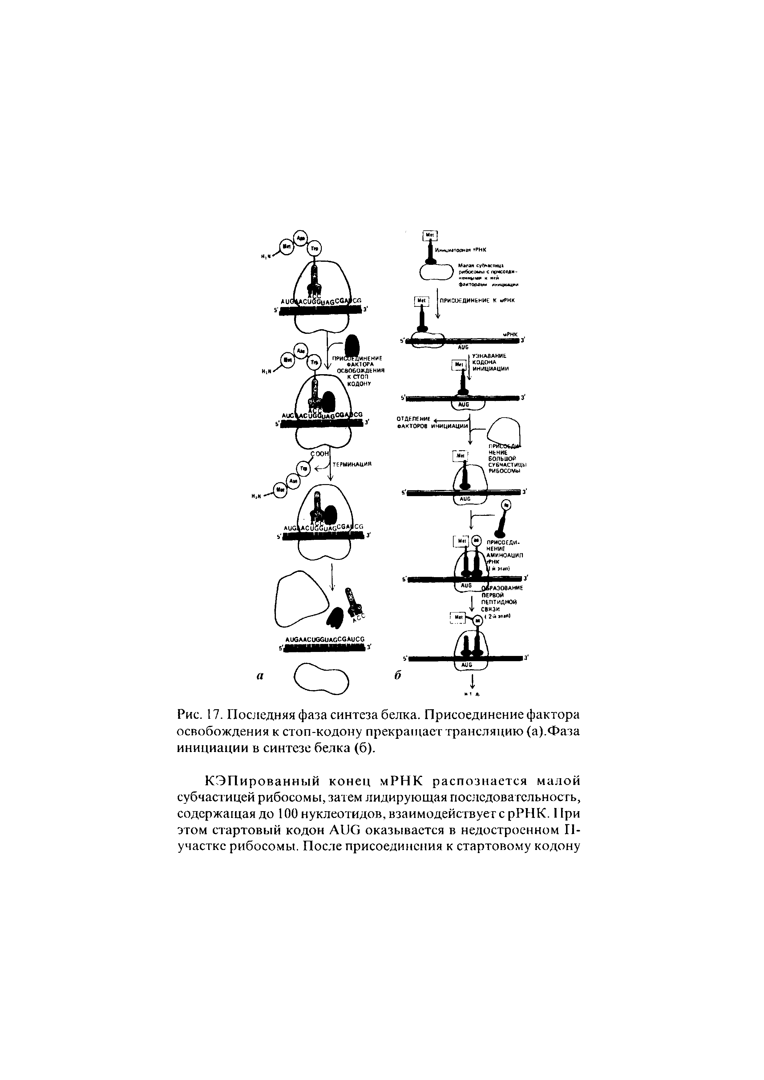 Рис. 17. Последняя фаза синтеза белка. Присоединение фактора освобождения к стоп-кодону прекращает трансляцию (а).Фаза инициации в синтезе белка (б).