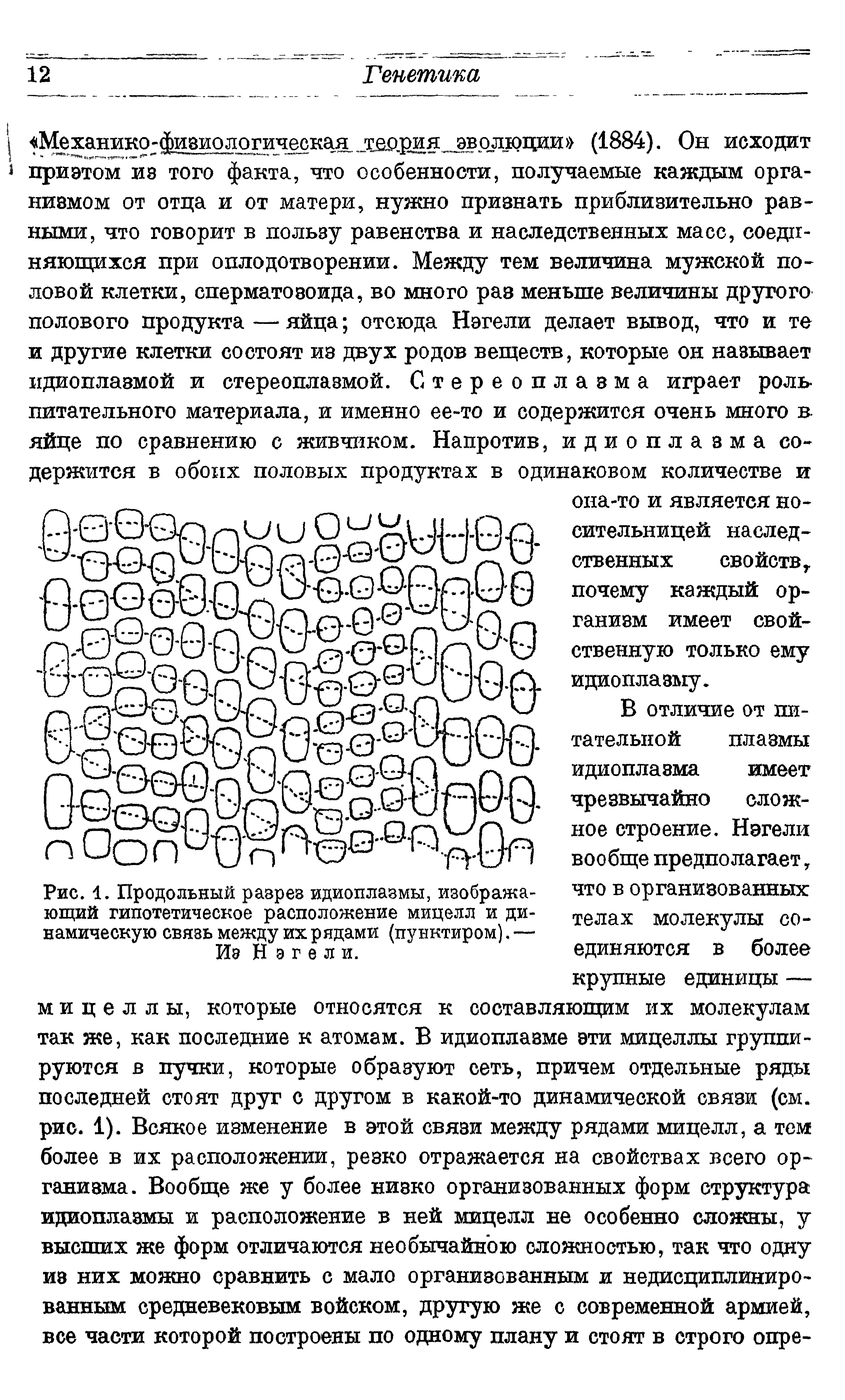 Рис. 1. Продольный разрез идиоплазмы, изображающий гипотетическое расположение мицелл и динамическую связь между их рядами (пунктиром). — Из Нэгели.