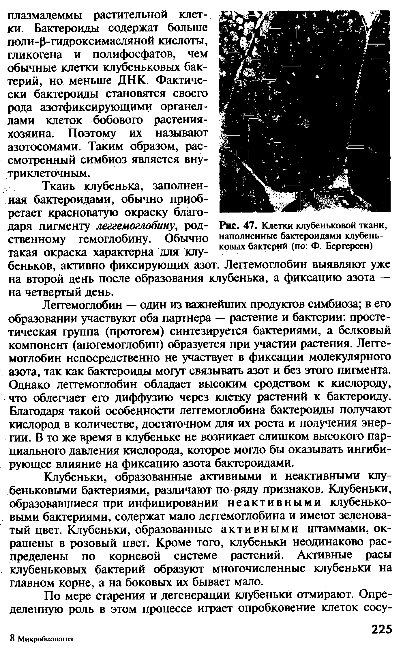 Рис. 47. Клетки клубеньковой ткани, наполненные бактероидами клубеньковых бактерий (по Ф. Бергерсен)...