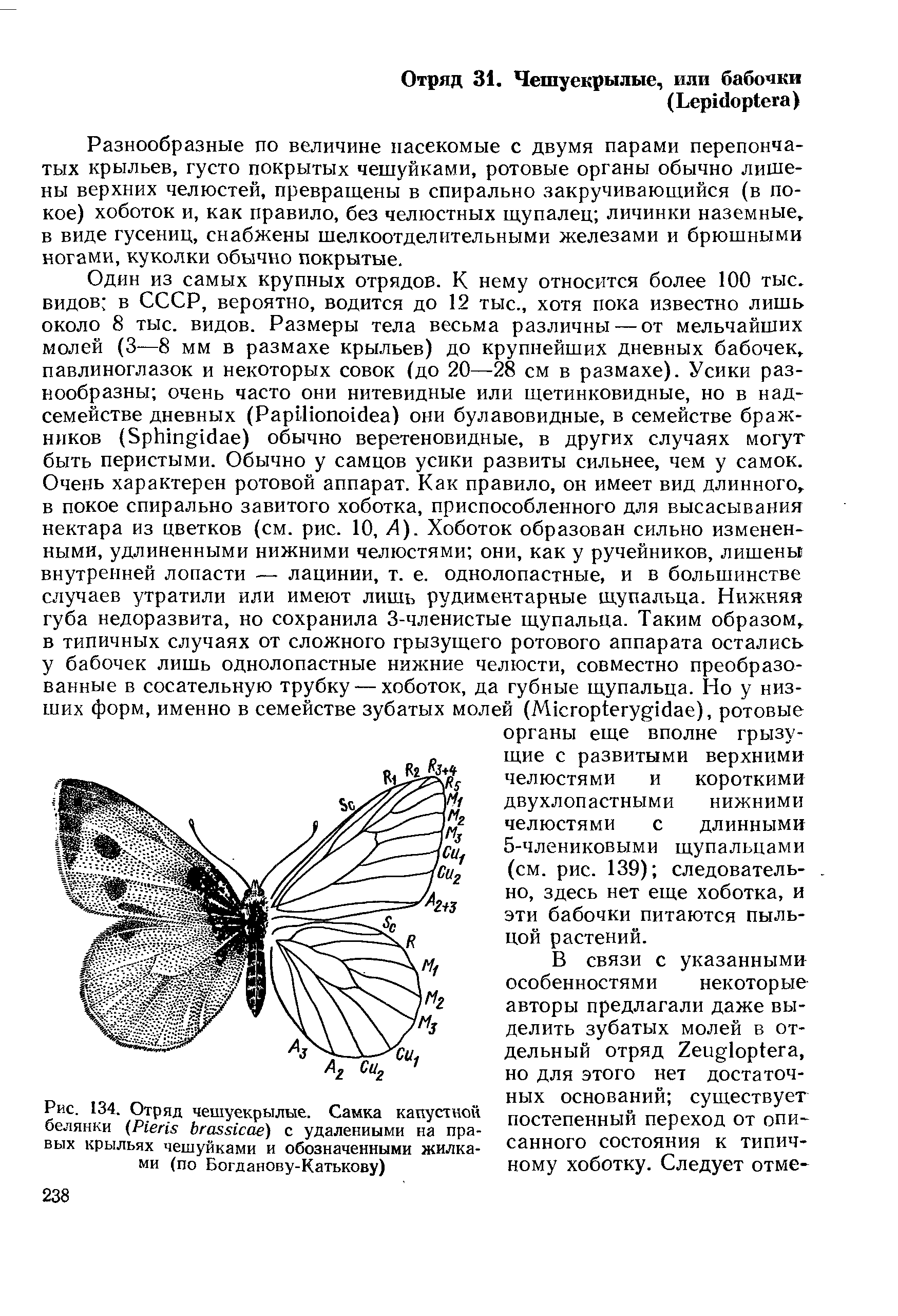 Рис. 134. Отряд чешуекрылые. Самка капустной белянки (P ) с удаленными на правых крыльях чешуйками и обозначенными жилками (по Богданову-Катькову)...