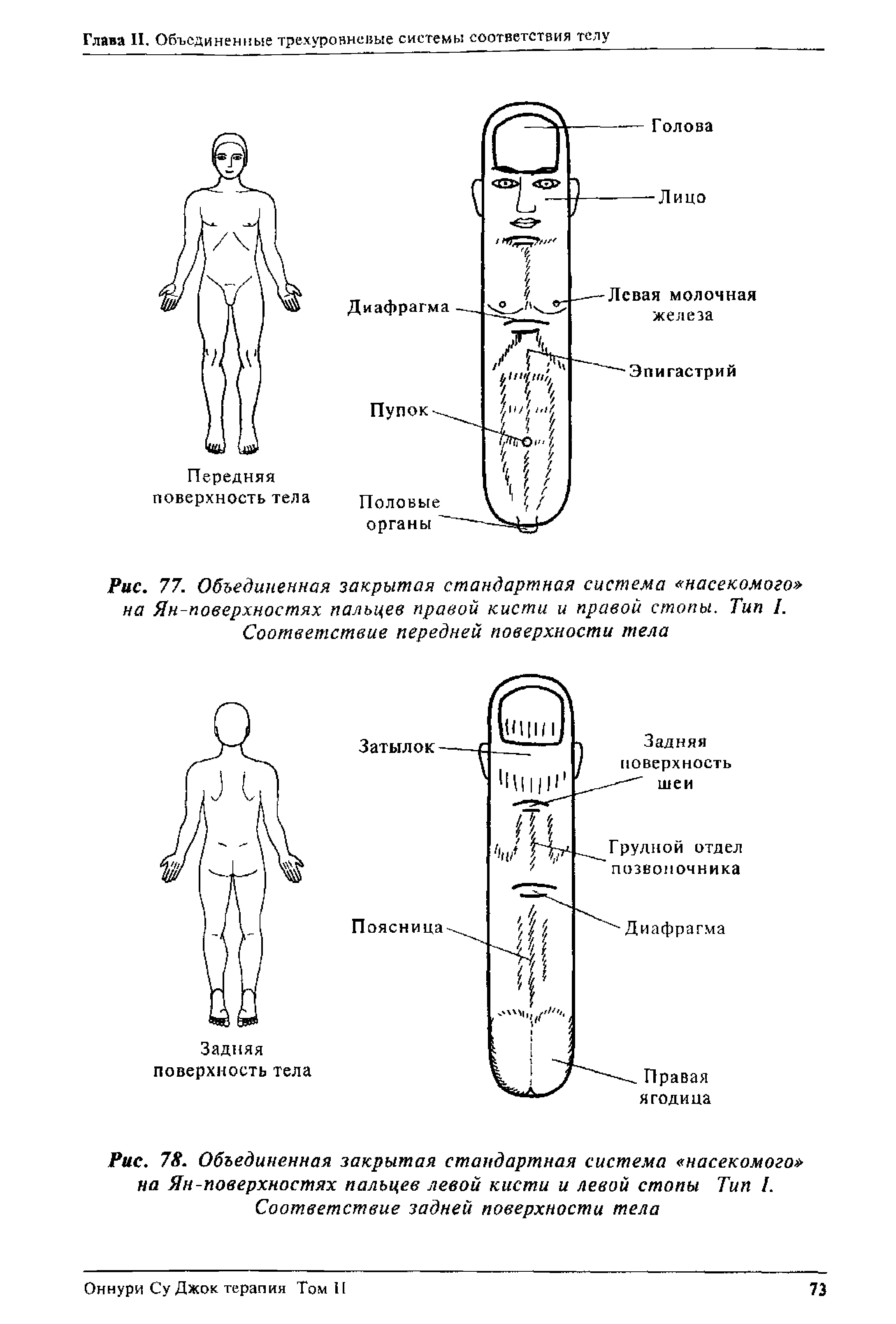 Рис. 77. Объединенная закрытая стандартная система насекомого на Ян-поверхностях пальцев правой кисти и правой стопы. Тип I. Соответствие передней поверхности тела...