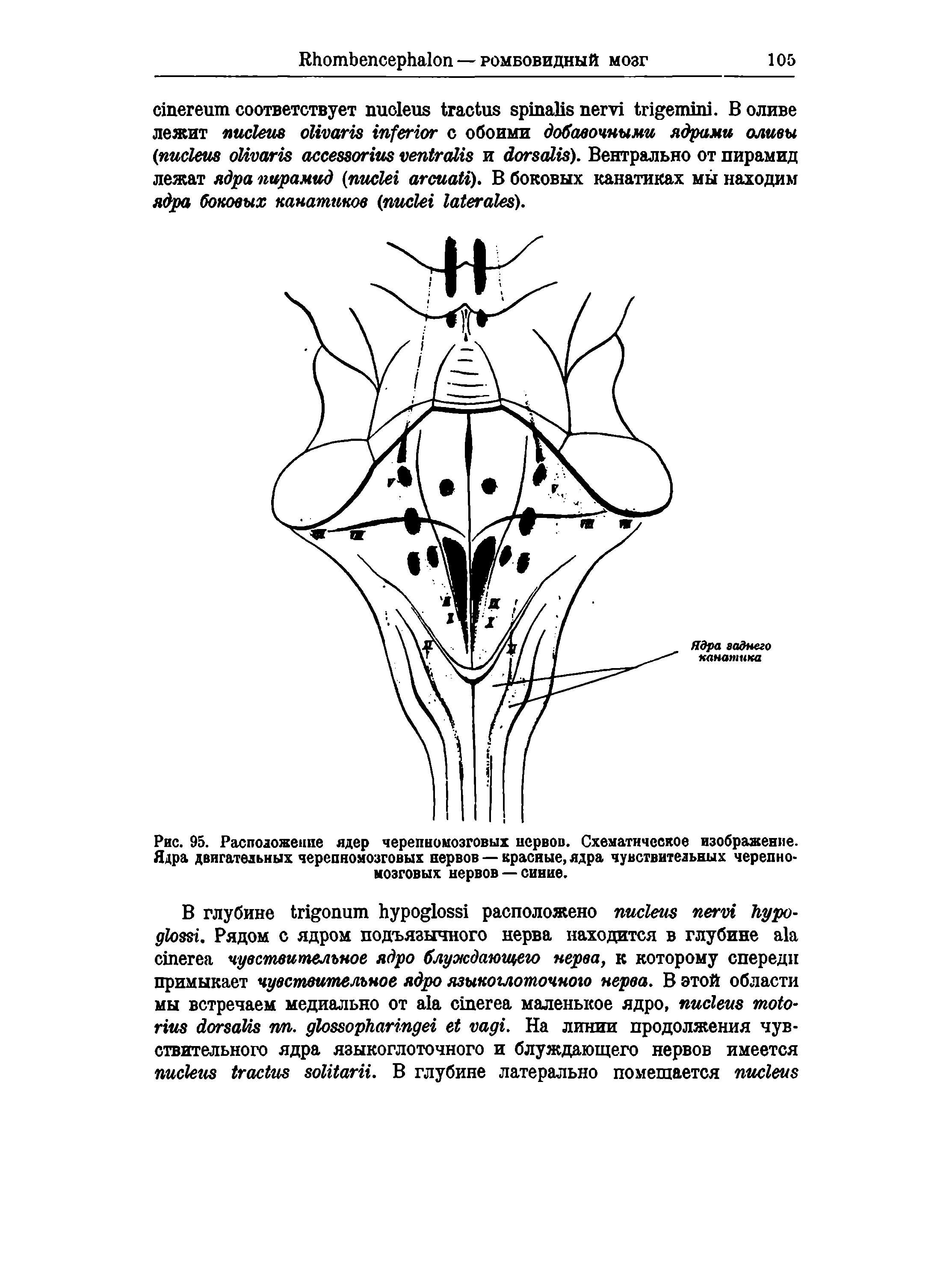 Рис. 95. Расположение ядер черепномозговых нервов. Схематическое изображение. Ядра двигательных черепномозговых нервов — красные, ядра чувствительных черепномозговых нервов — синие.