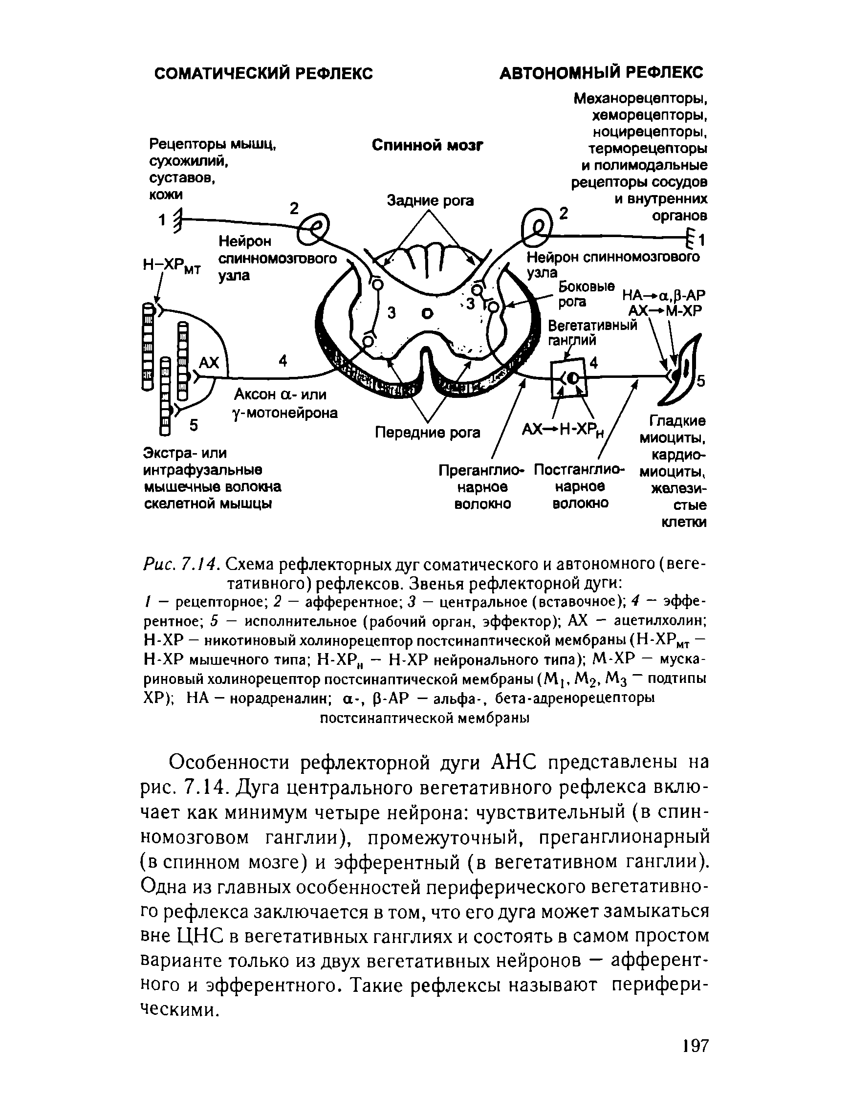 Рис. 7.14. Схема рефлекторных дуг соматического и автономного (вегетативного) рефлексов. Звенья рефлекторной дуги ...
