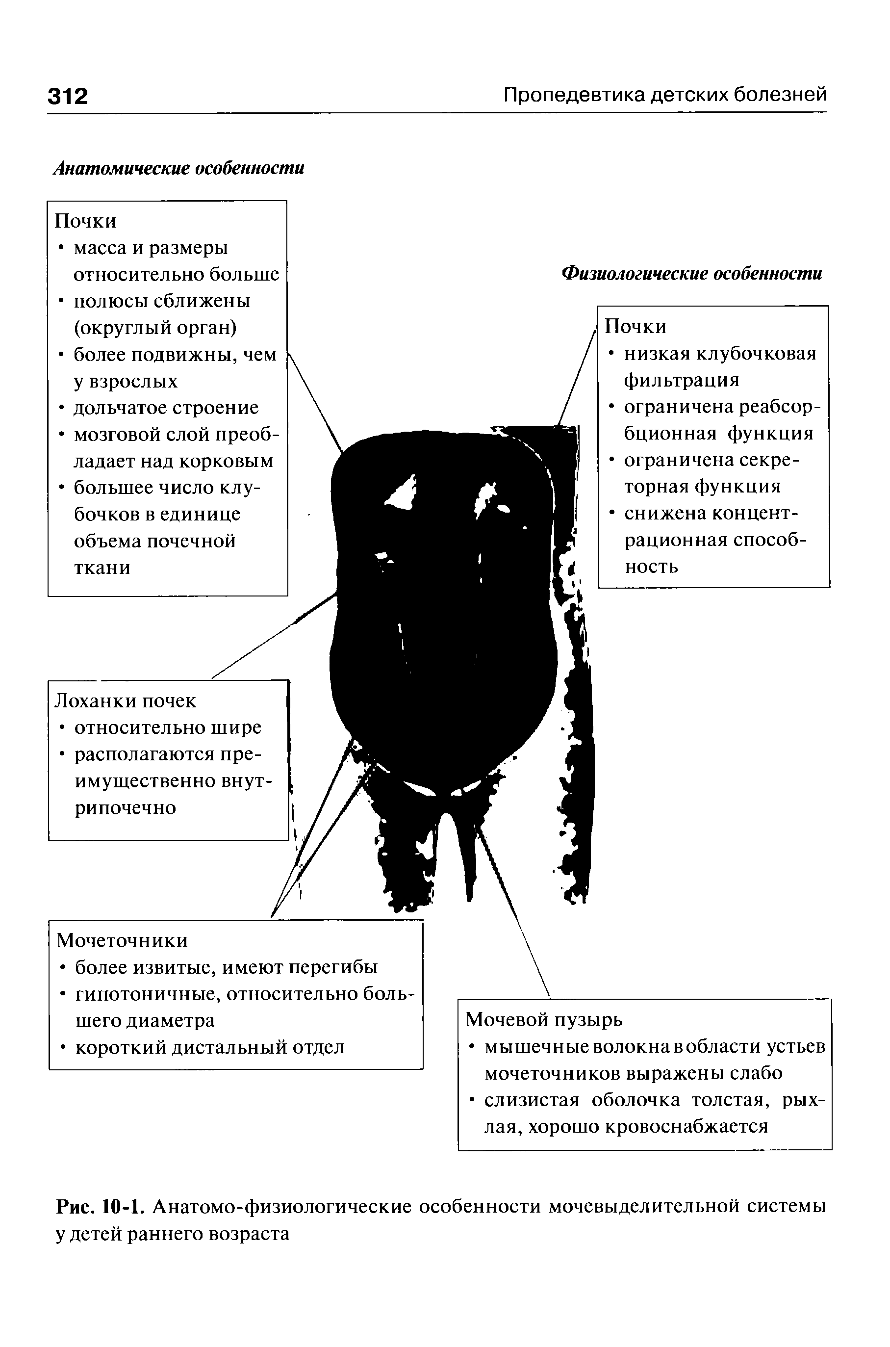Рис. 10-1. Анатомо-физиологические особенности мочевыделительной системы у детей раннего возраста...