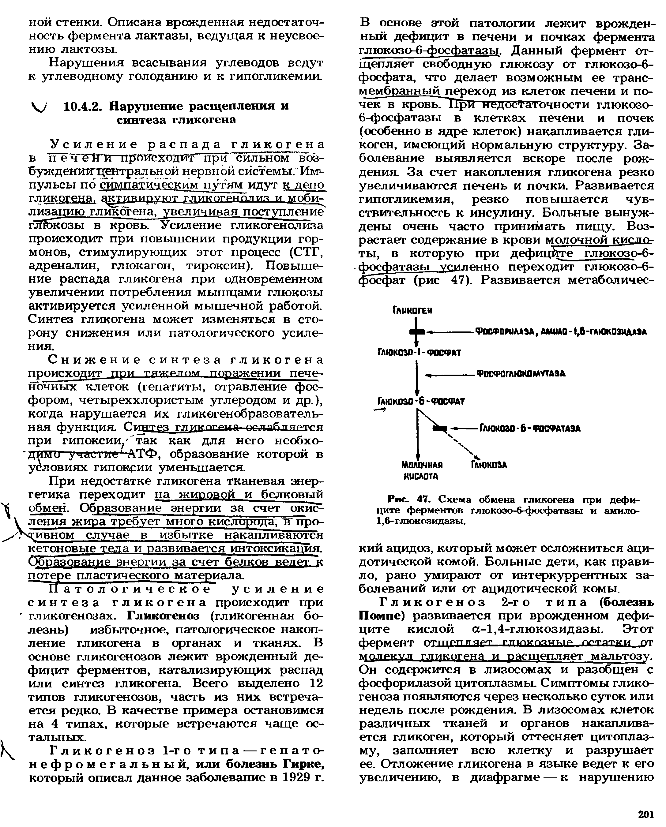 Рис. 47. Схема обмена гликогена при дефиците ферментов глюкозо-6-фосфатазы и амило-1,6-глюкозидазы.