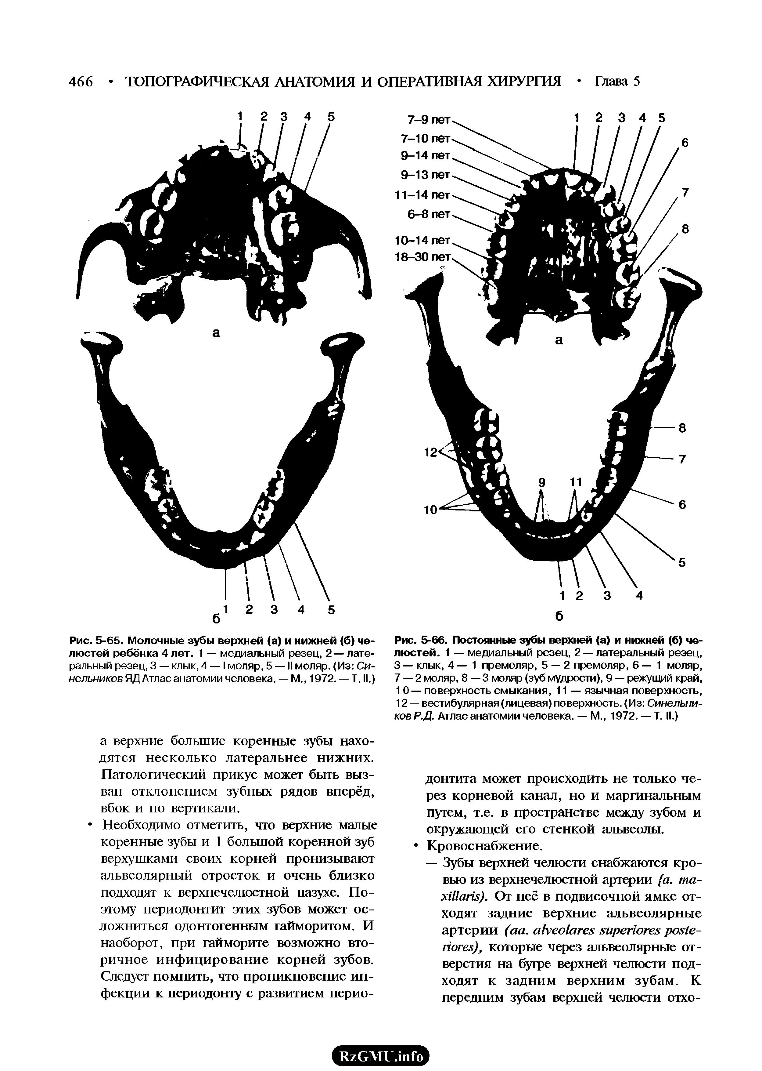 Рис. 5-66. Постоянные зубы верхней (а) и нижней (б) челюстей. 1 — медиальный резец, 2 — латеральный резец, 3— клык, 4—1 премоляр, 5 — 2 премоляр, 6— 1 моляр, 7 — 2 моляр, 8—3 моляр (зуб мудрости), 9 — режущий край, 10— поверхность смыкания, 11 — язычная поверхность, 12 — вестибулярная (лицевая) поверхность. (Из Синельников Р.Д. Атлас анатомии человека. — М 1972. — Т. II.)...