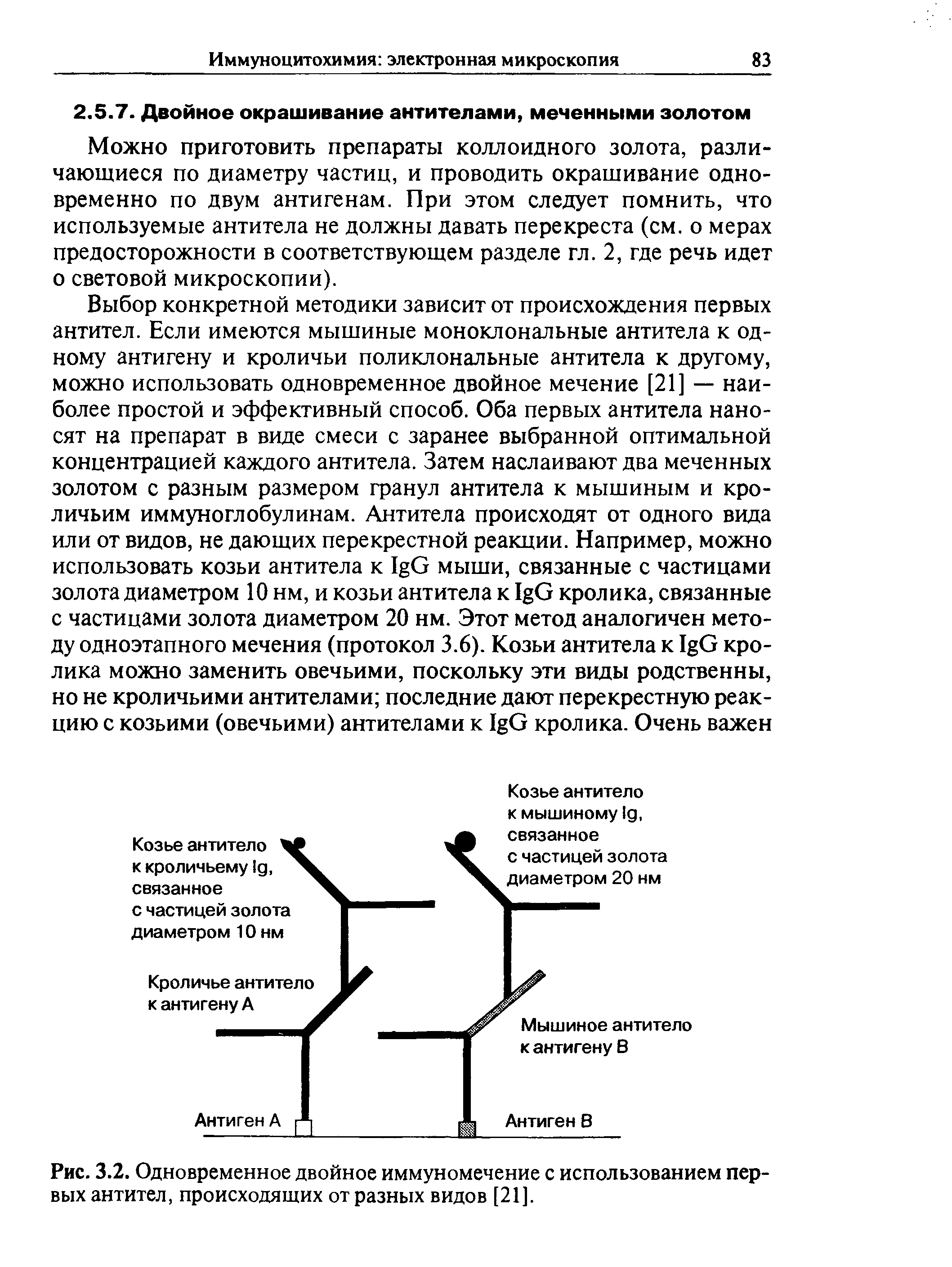 Рис. 3.2. Одновременное двойное иммуномечение с использованием первых антител, происходящих от разных видов [21].