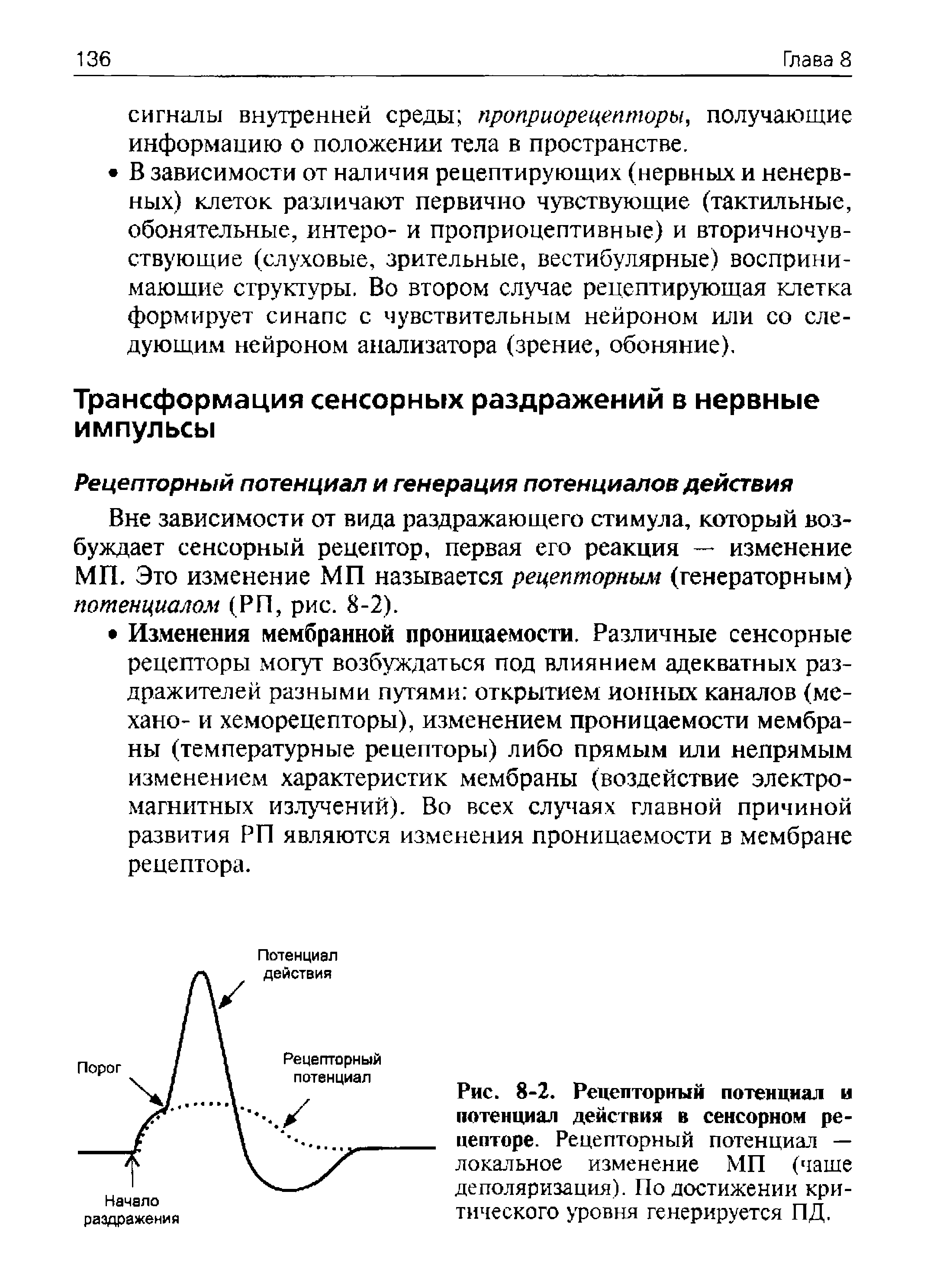 Рис. 8-2. Рецепторный потенциал и потенциал действия в сенсорном рецепторе. Рецепторный потенциал — локальное изменение МП (чаше деполяризация). По достижении критического уровня генерируется ПД.