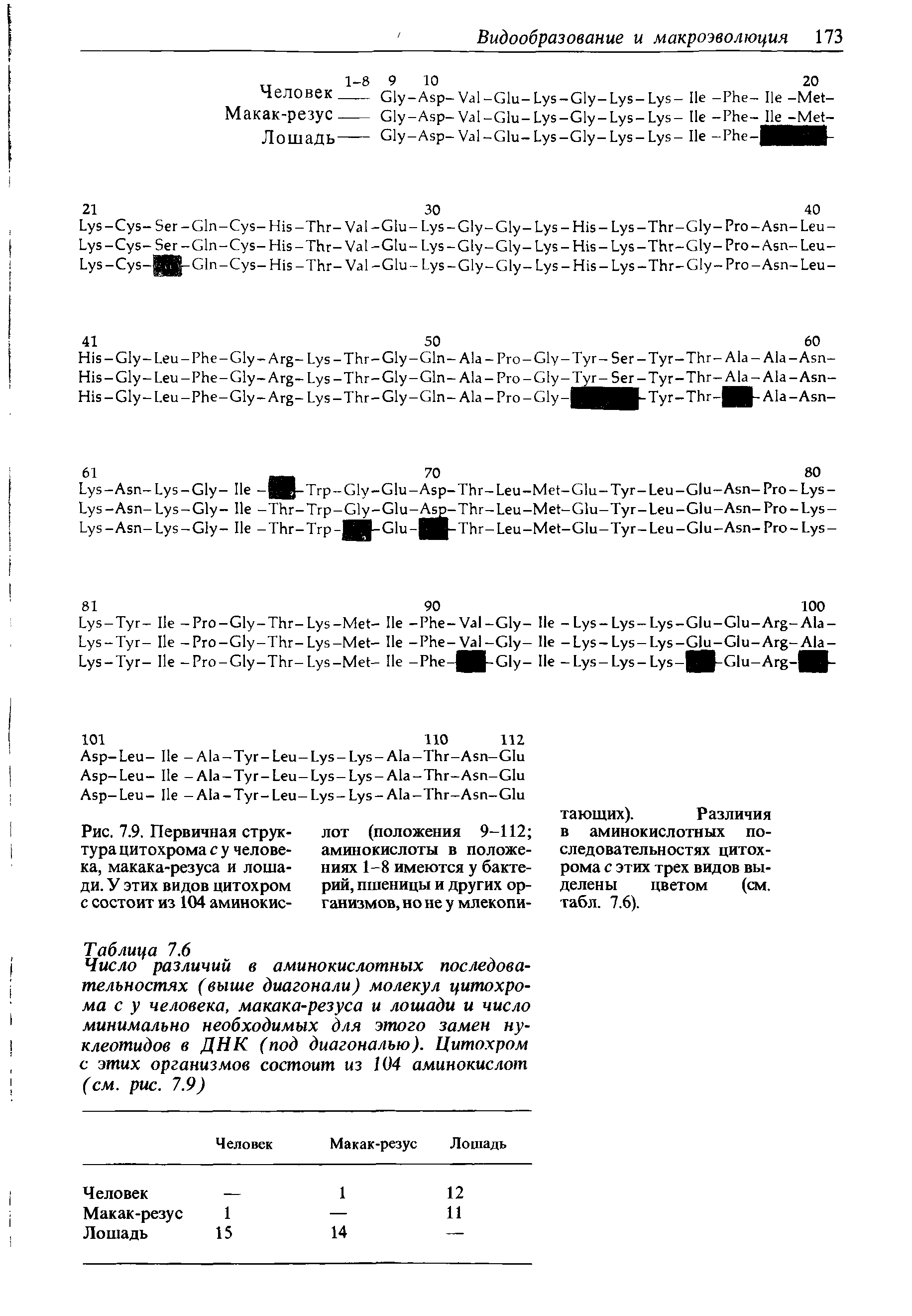 Рис. 7.9. Первичная структура цитохрома с у человека, макака-резуса и лошади. У этих видов цитохром с состоит из 104 аминокис-...