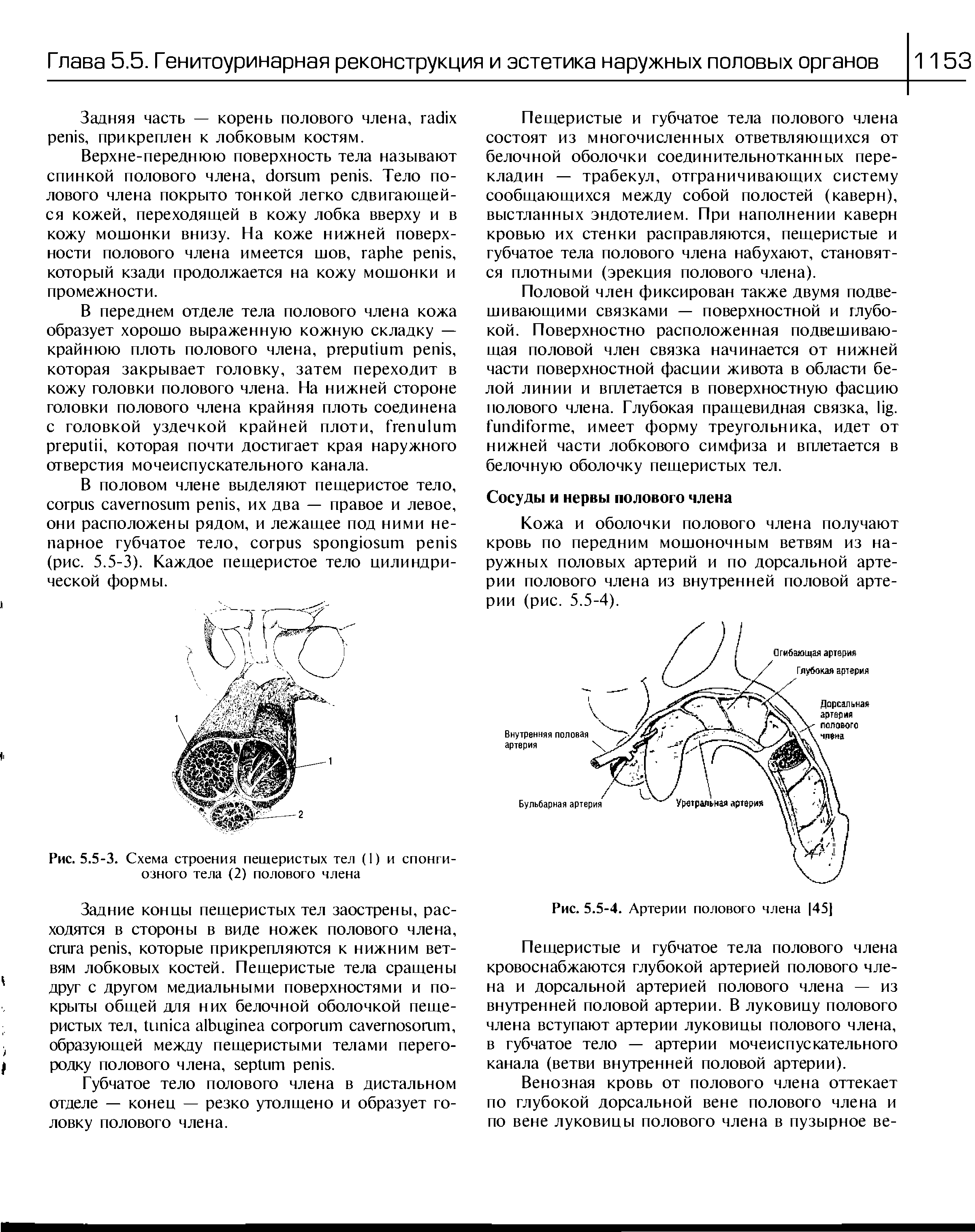 Рис. 5.5-3. Схема строения пещеристых тел (1) и спонги-озного тела (2) полового члена...