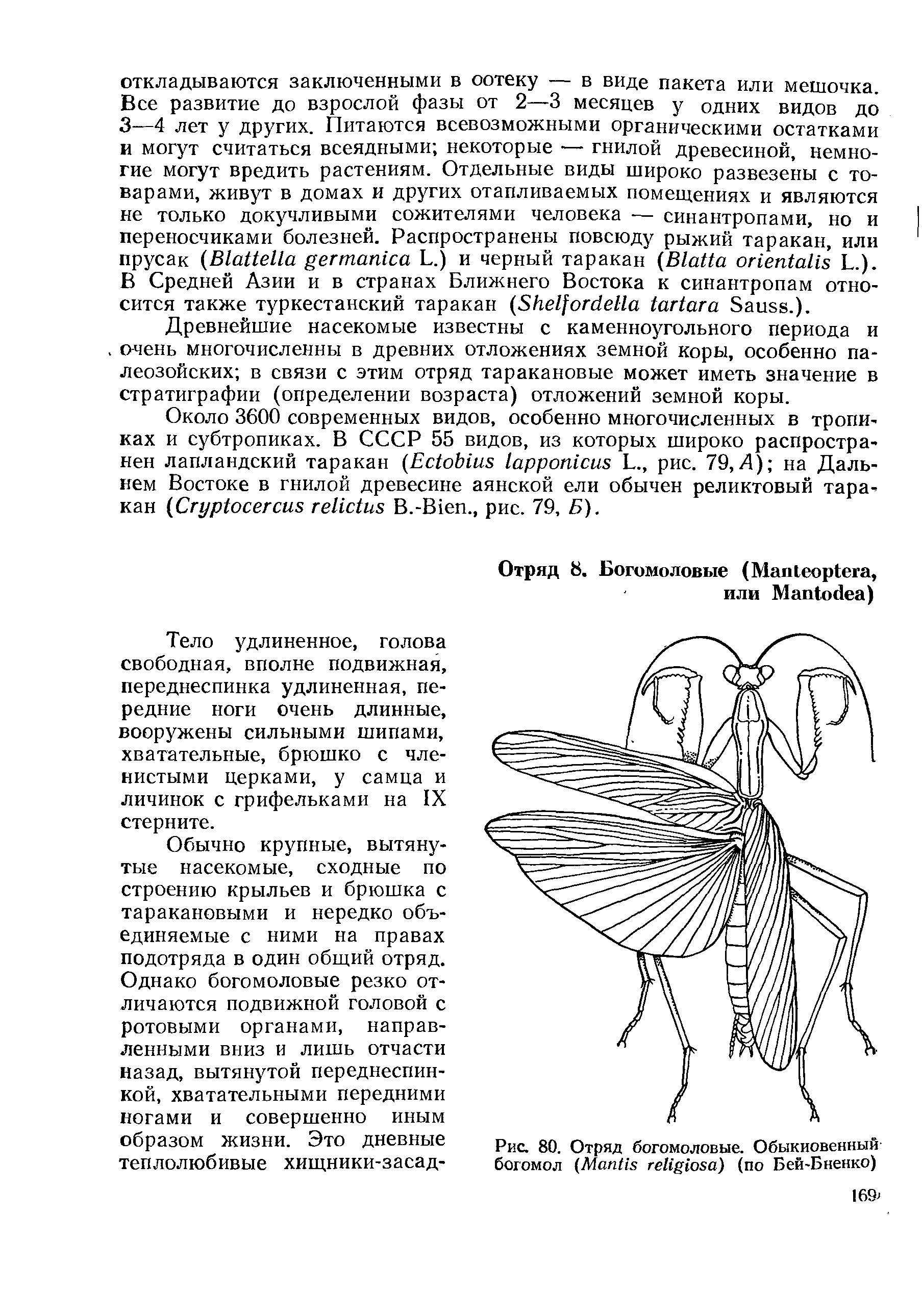 Рис. 80. Отряд богомоловые. Обыкновенный богомол (M ) (по Бей-Бненко)...