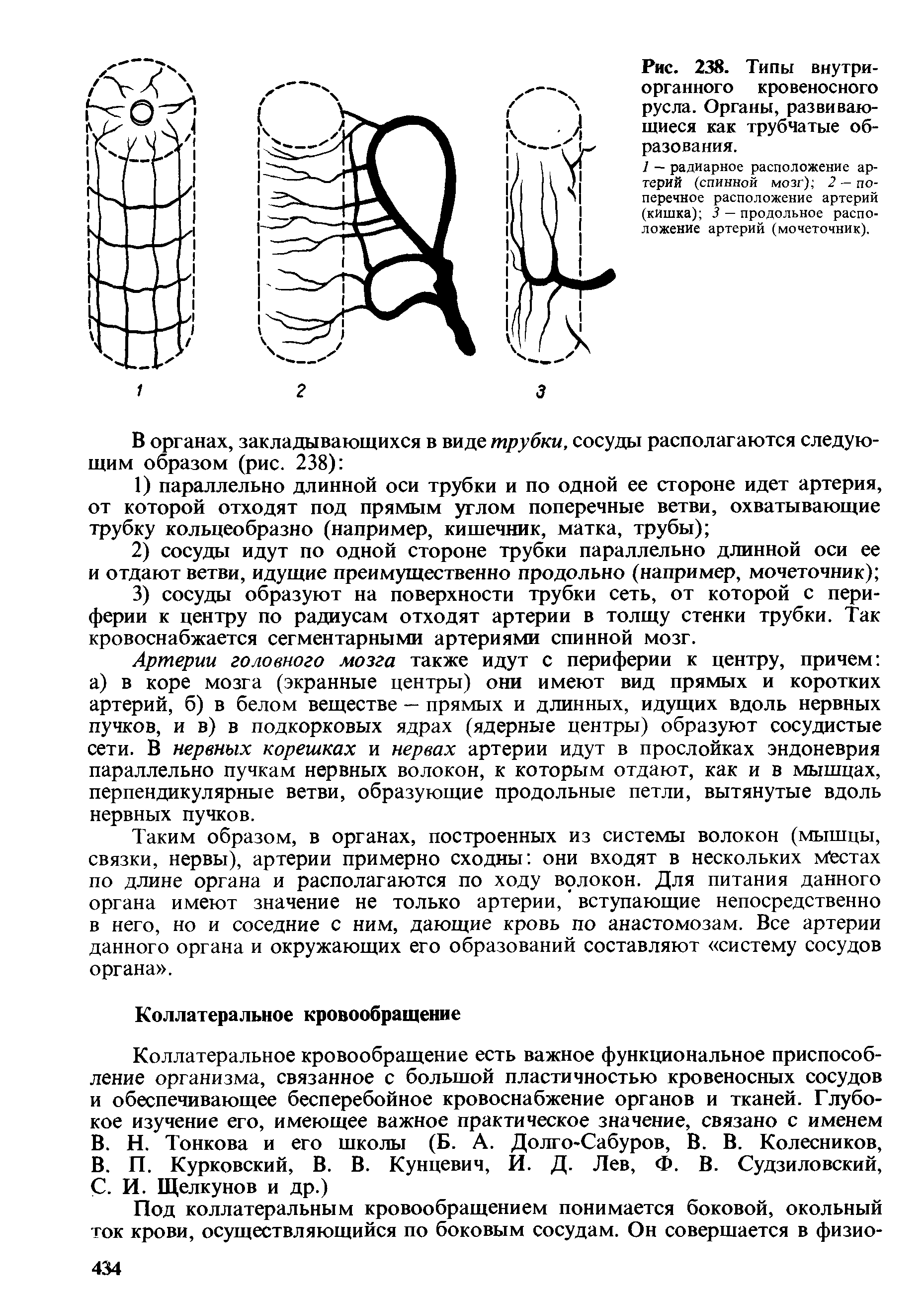 Рис. 238. Типы внутри-органного кровеносного русла. Органы, развивающиеся как трубчатые образования.