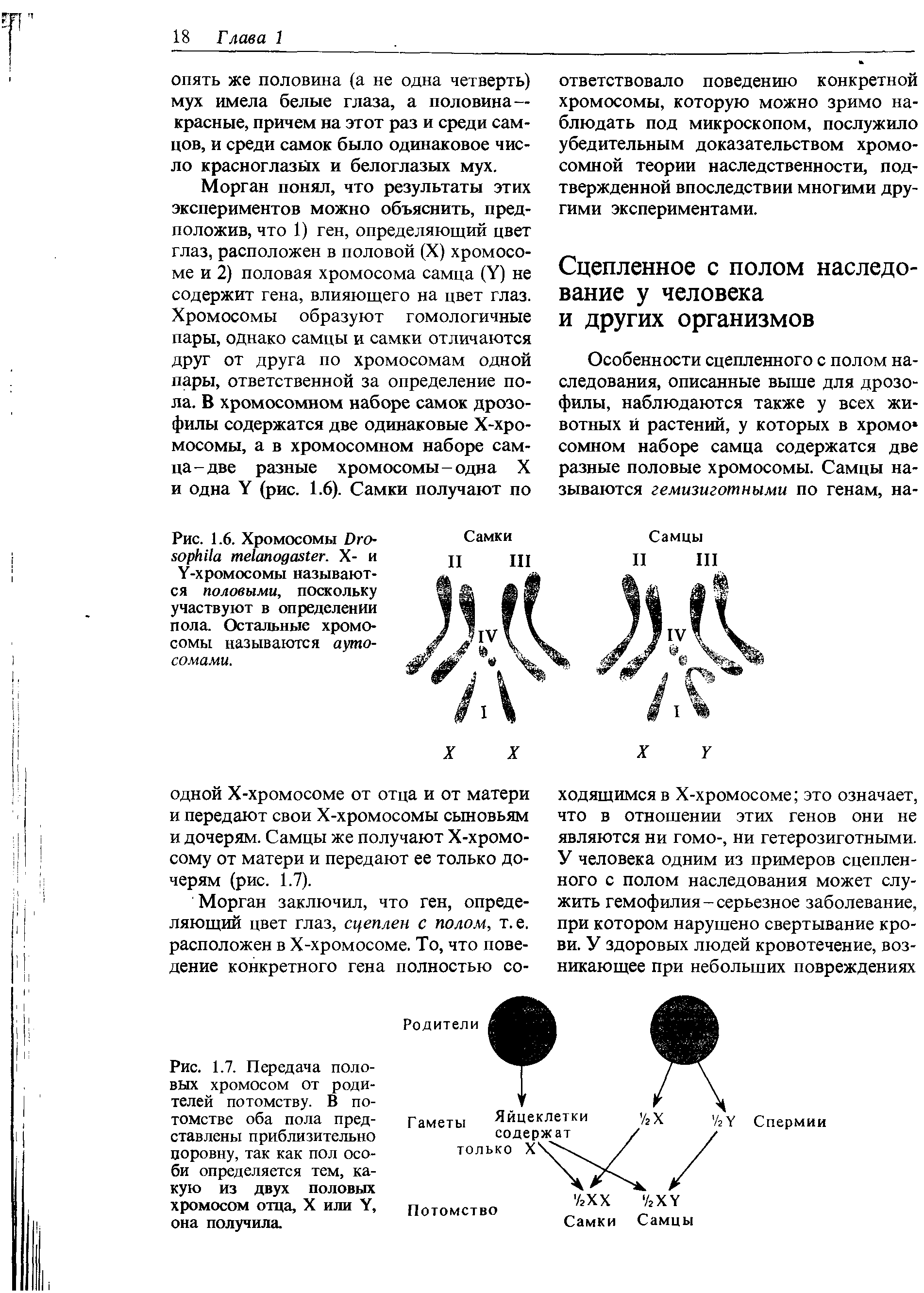 Рис. 1.6. Хромосомы D . X- и Y-хромосомы называются половыми, поскольку участвуют в определении пола. Остальные хромосомы называются аутосомами.