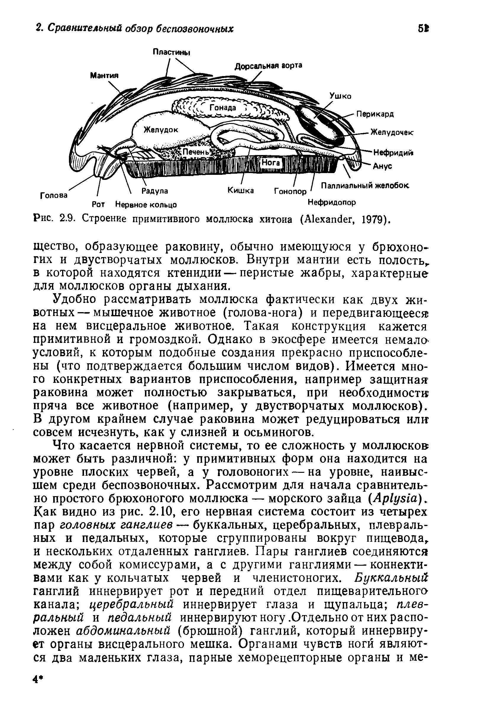 Рис. 2.9. Строение примитивного моллюска хитоиа (A , 1979). щество, образующее раковину, обычно имеющуюся у брюхоногих и двустворчатых моллюсков. Внутри мантии есть полость, в которой находятся ктенидии — перистые жабры, характерные для моллюсков органы дыхания.