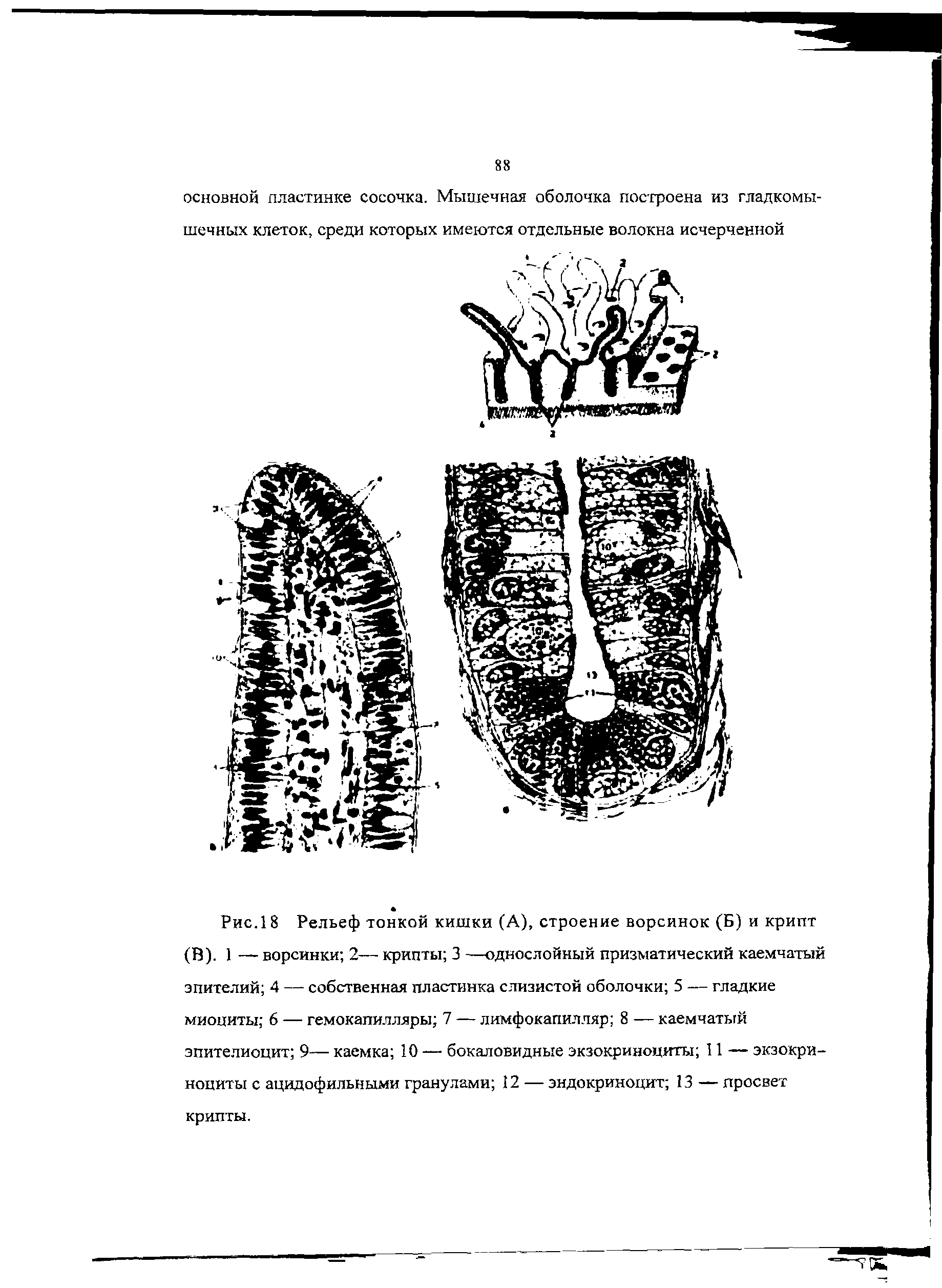 Рис. 18 Рельеф тонкой кишки (А), строение ворсинок (Б) и крипт (В). 1 — ворсинки 2— крипты 3 —однослойный призматический каемчатый эпителий 4 — собственная пластинка слизистой оболочки 5 — гладкие миоциты 6 — гемокапилляры 7 — лимфокапилляр 8 — каемчатый эпителиоцит 9— каемка 10 — бокаловидные экзокриноциты II — экзокри-ноциты с ацидофильными гранулами 12 — эндокриноцит 13 — просвет крипты.