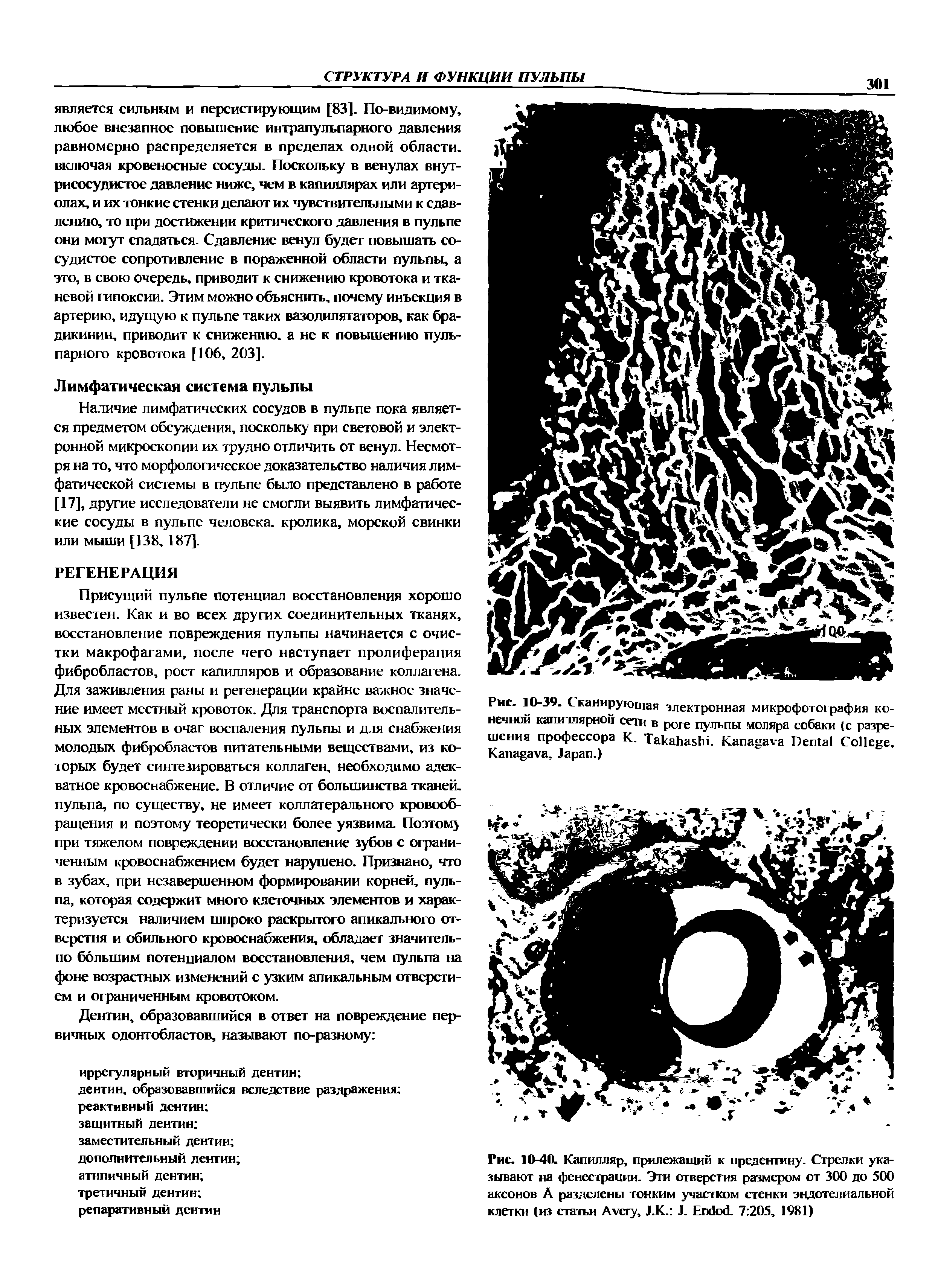 Рис. 10-40. Капилляр, прилежащий к предентину. Стрелки указывают на фенестрации. Эти отверстия размером от 300 до 500 аксонов А разделены тонким участком стенки эндотелиальной клетки (из статьи A , J.K. J. E . 7 205, 1981)...