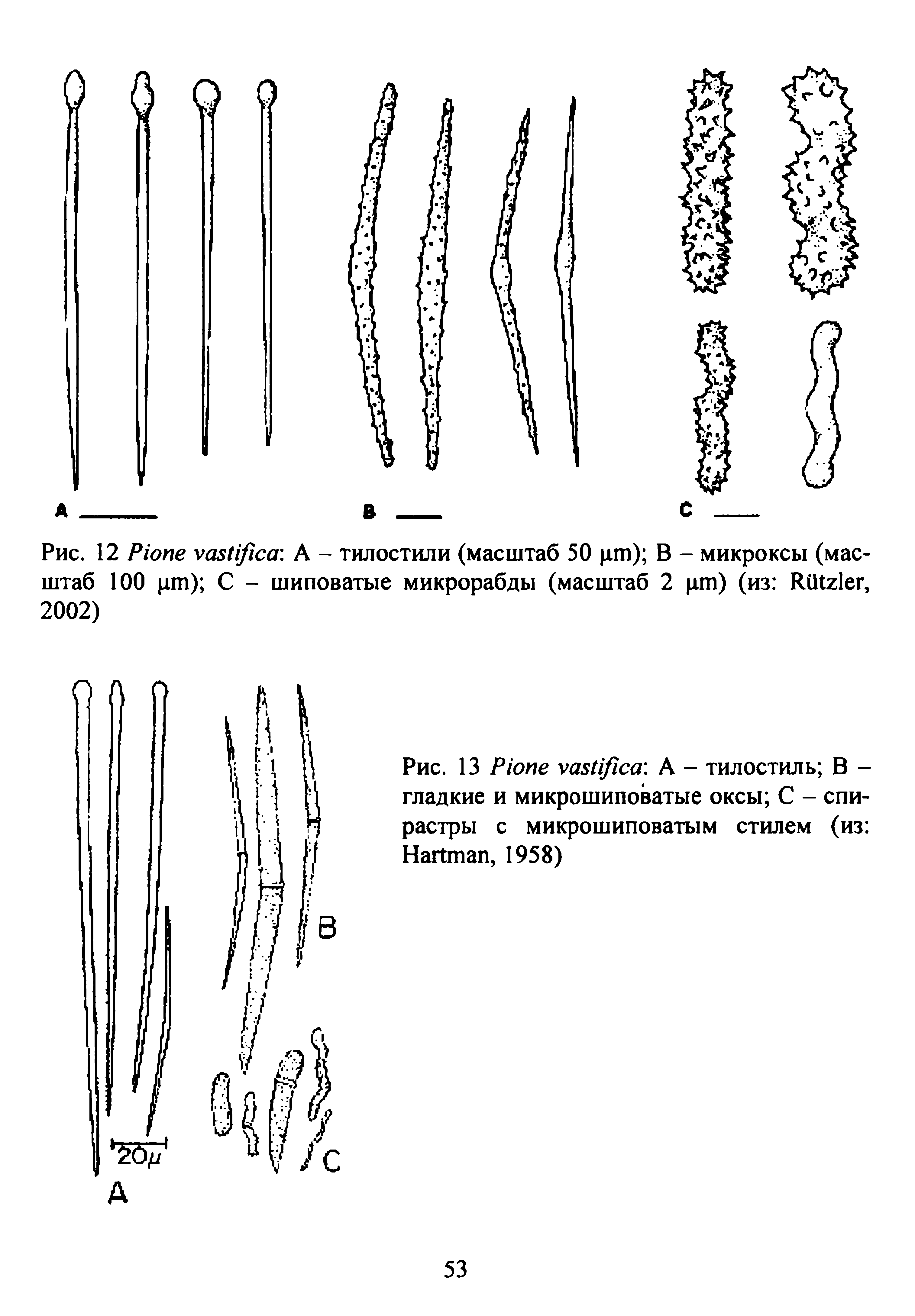 Рис. 12 P . А - тилостили (масштаб 50 цт) В - микроксы (масштаб 100 ) С - шиповатые микрорабды (масштаб 2 цт) (из RU , 2002)...