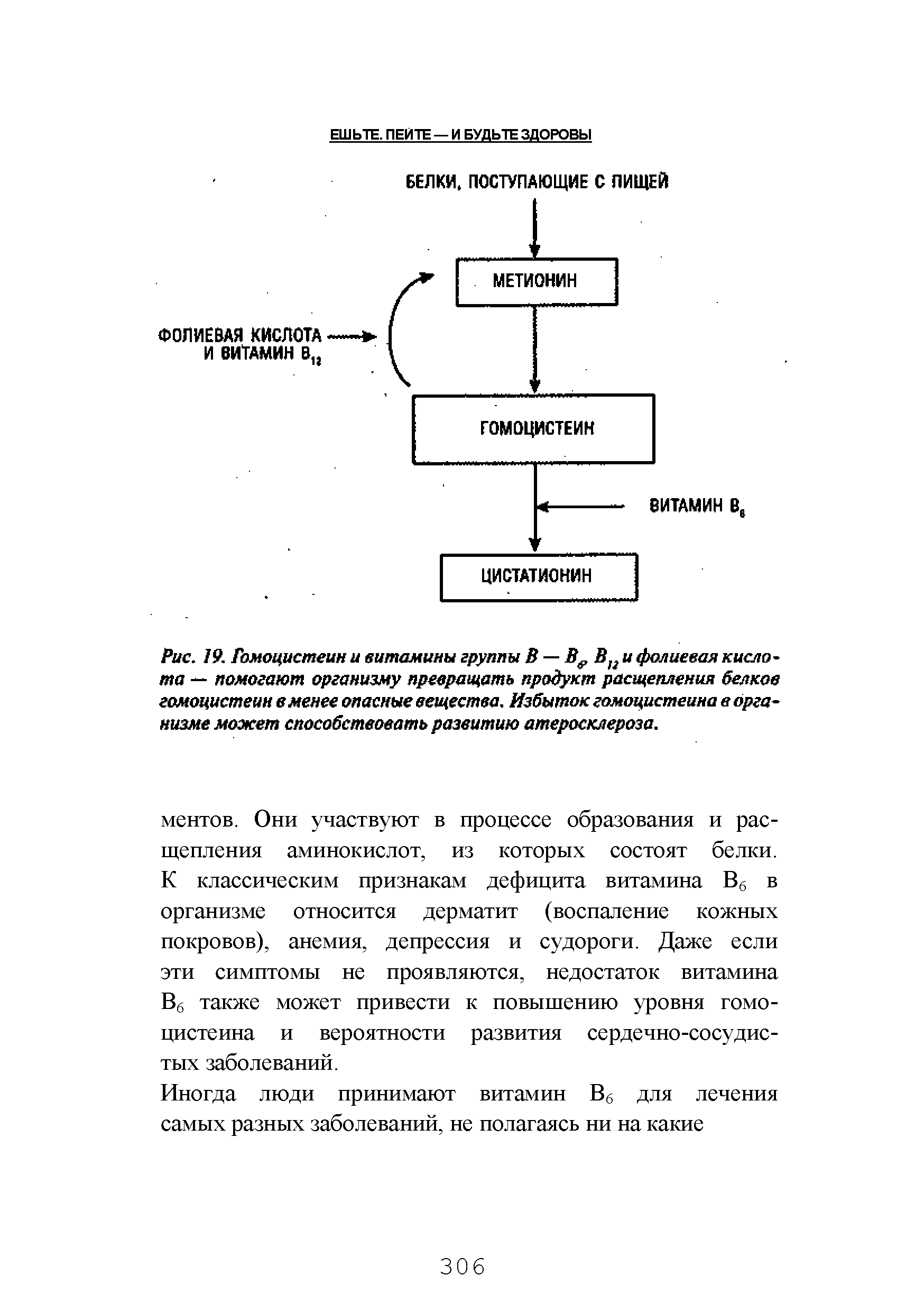 Рис. 19. Гомоцистеин и витамины группы В — Ве В1г и фолиевая кислота — помогают организму превращать продукт расщепления белков гомоцистеин в менее опасные вещества. Избыток гомоцистеина в организме может способствовать развитию атеросклероза.